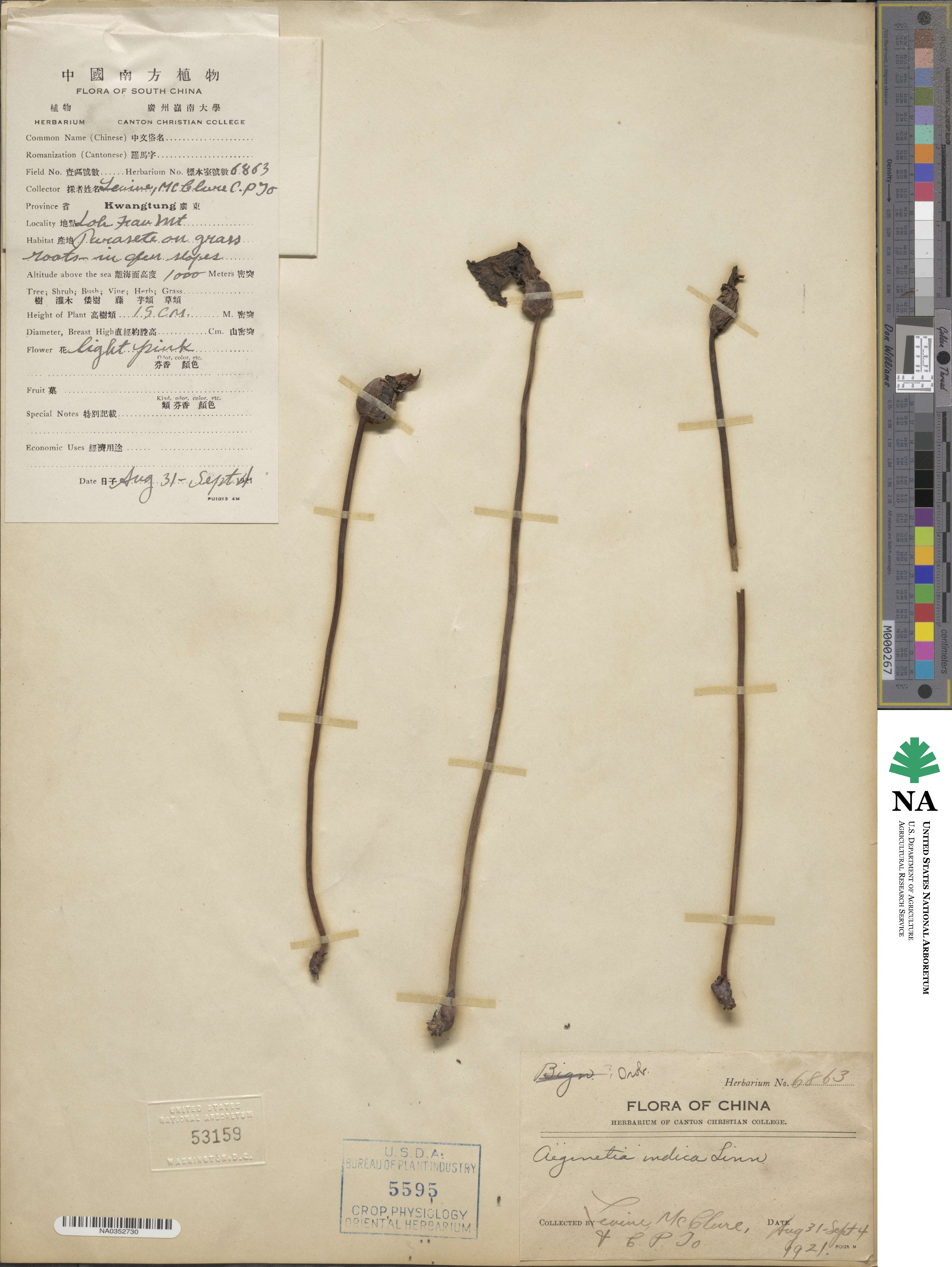 Aeginetia indica image