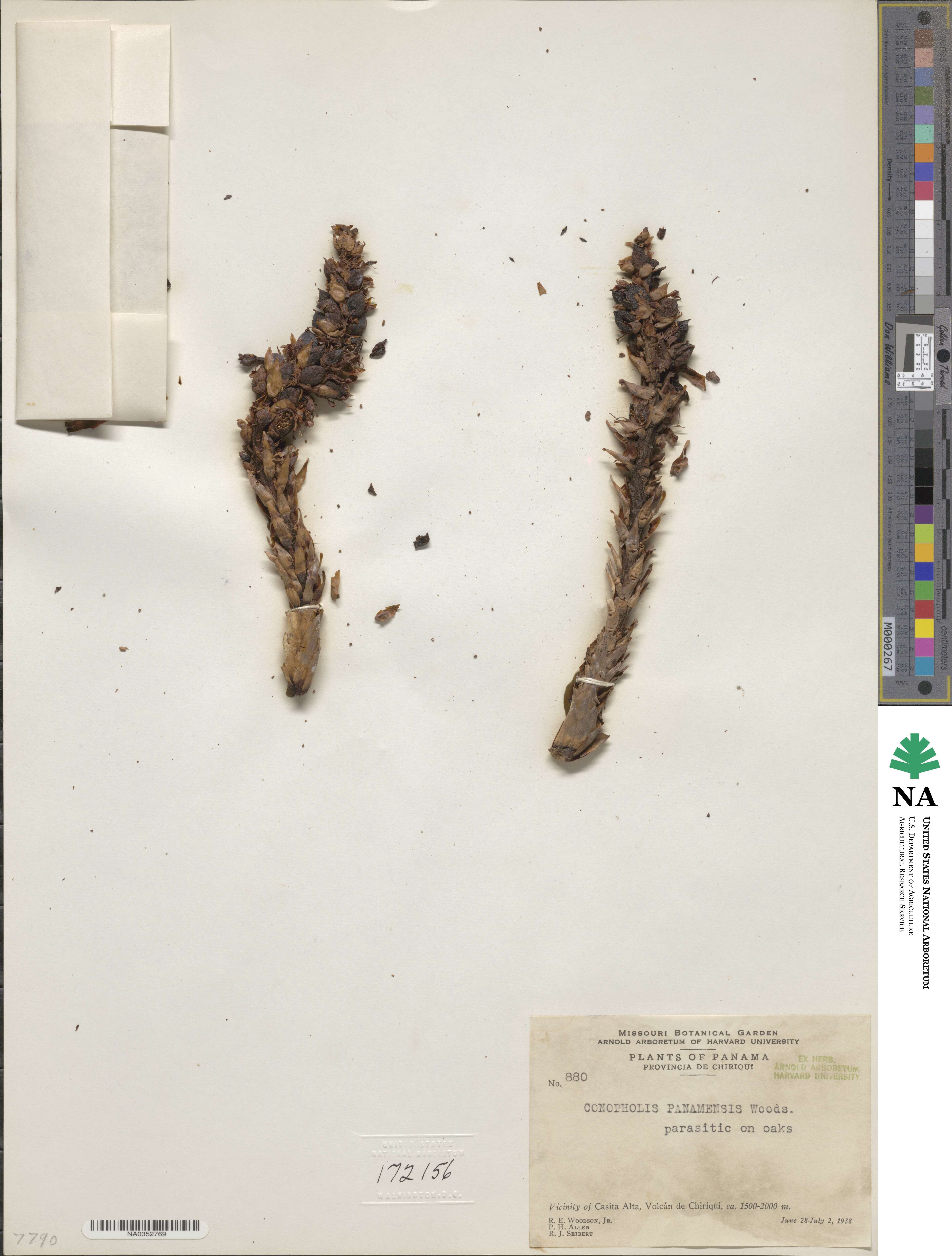 Conopholis panamensis image