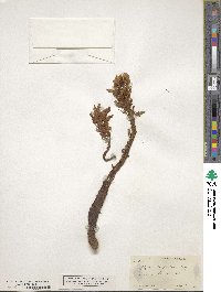 Aphyllon californicum subsp. californicum image