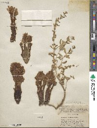 Aphyllon californicum subsp. californicum image