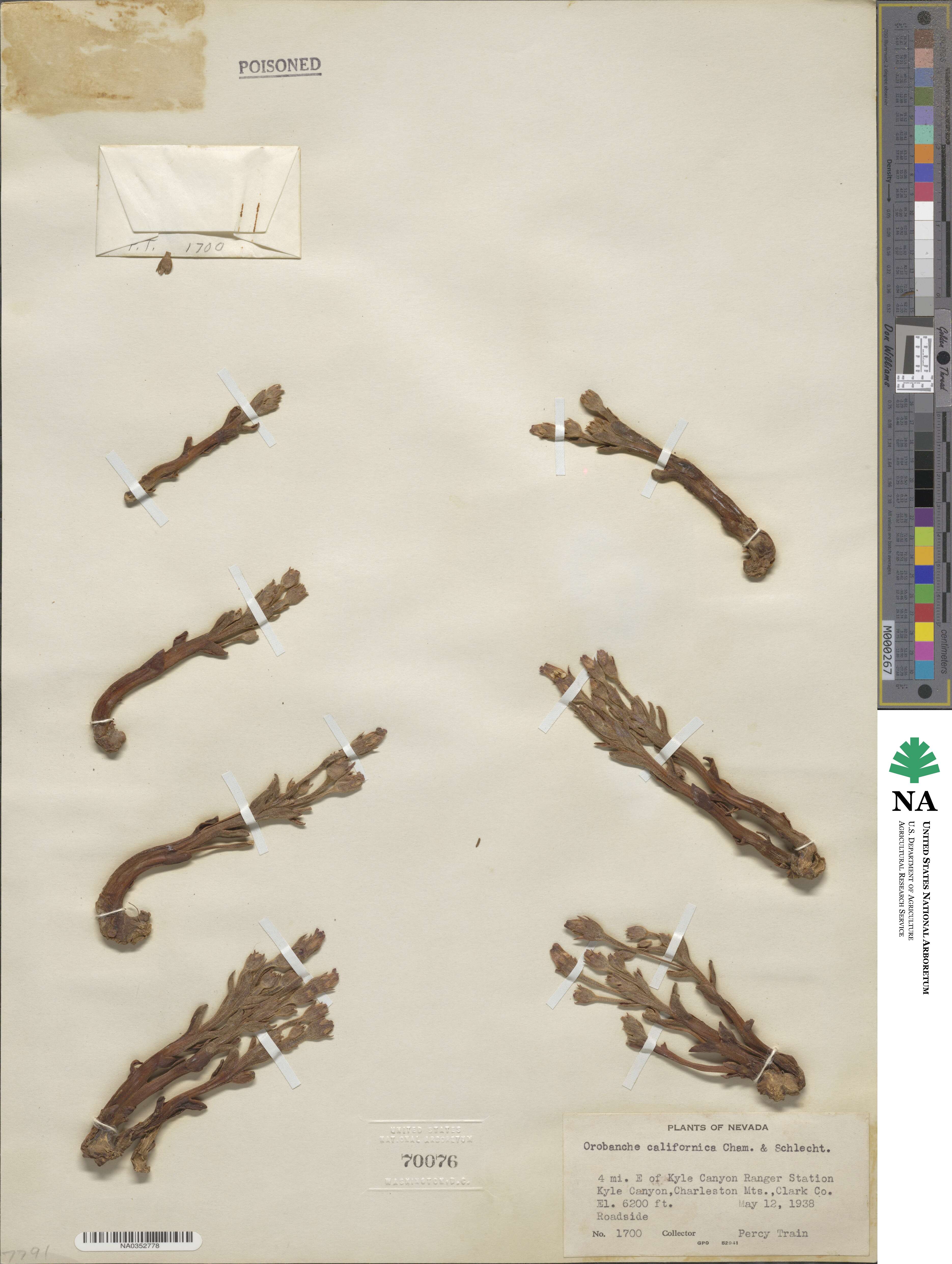 Aphyllon californicum subsp. californicum image