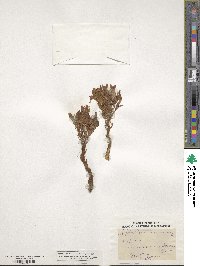 Orobanche comosa image