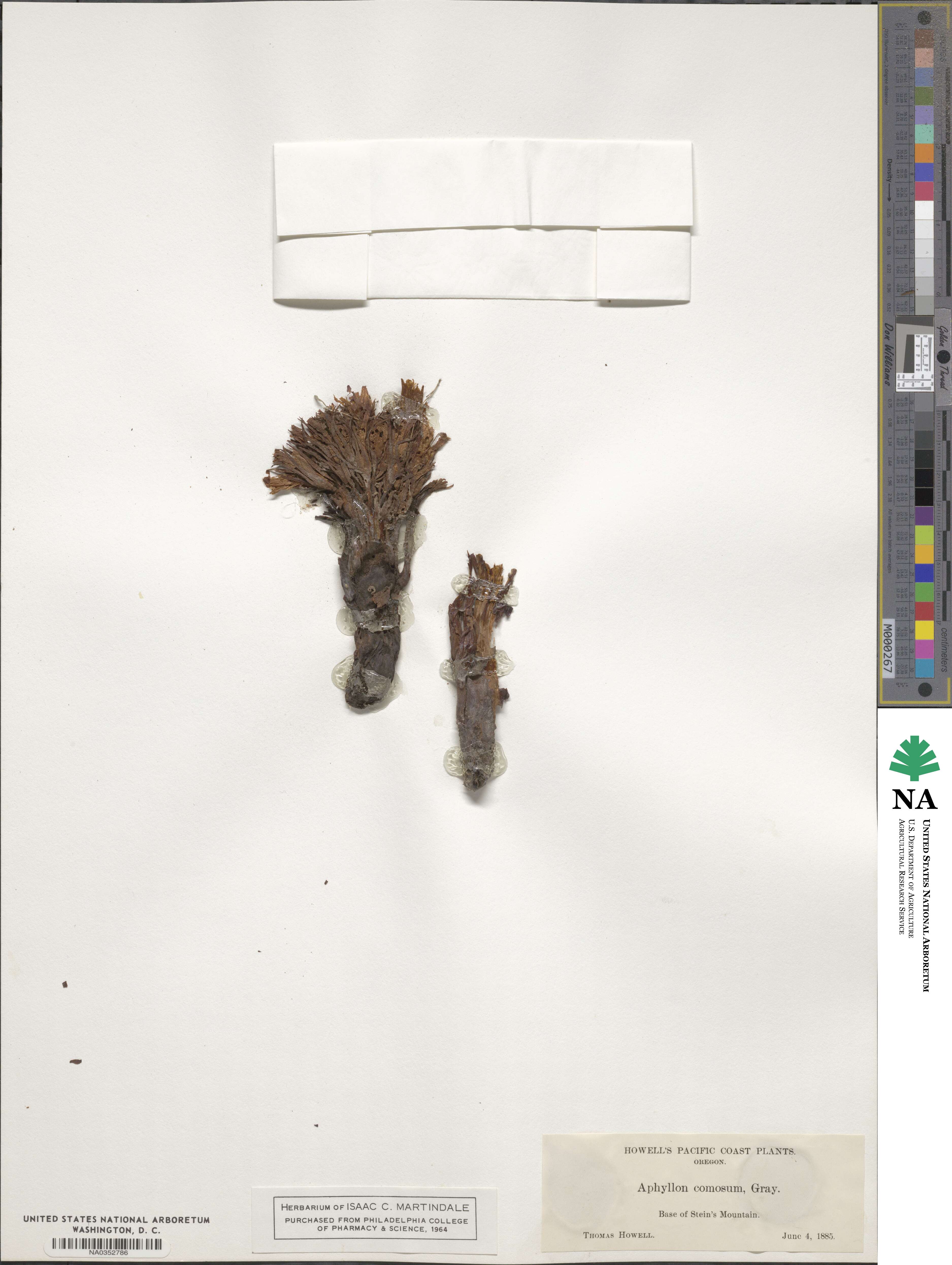 Orobanche comosa image
