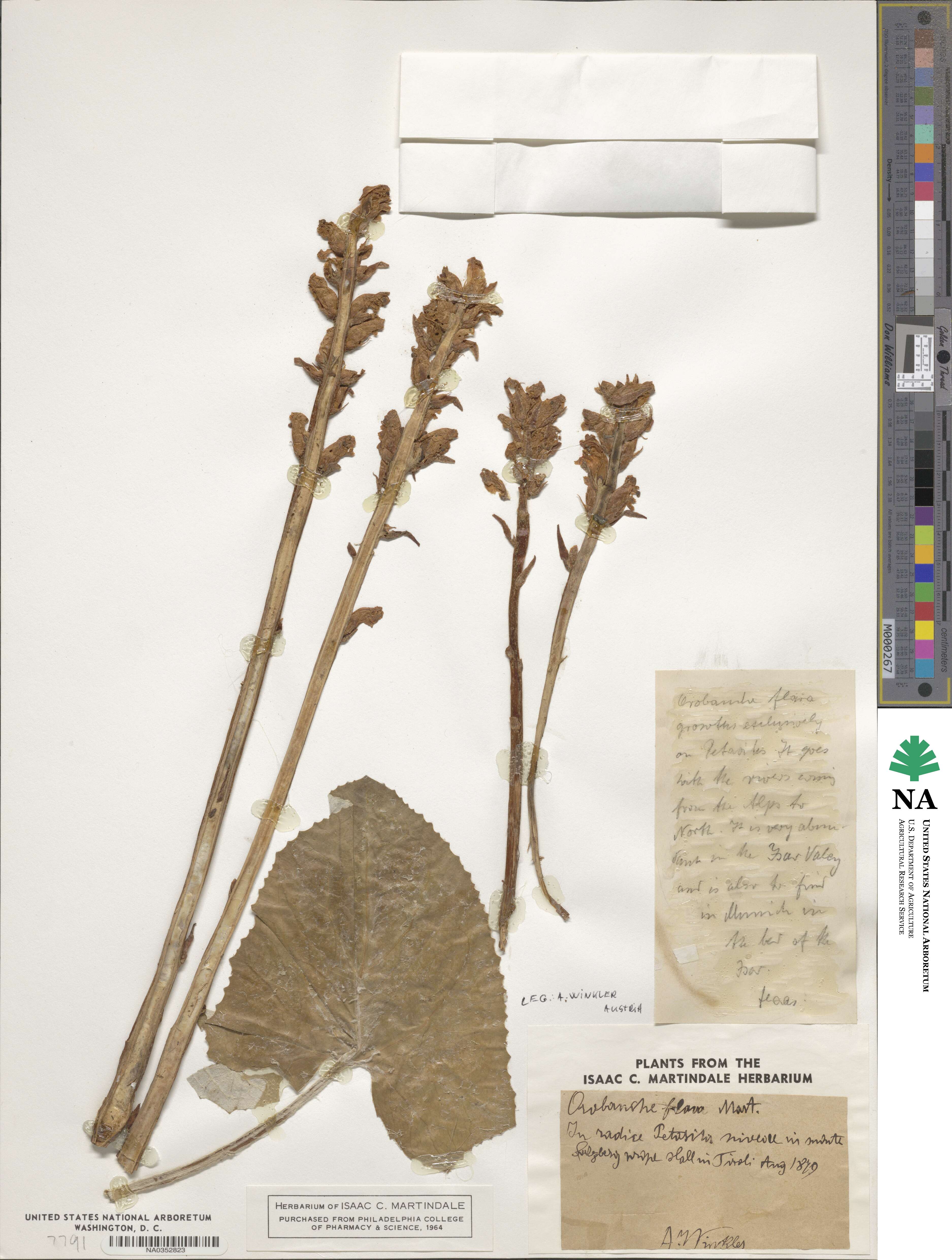 Orobanche flava image