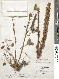 Orobanche minor image