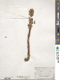 Orobanche minor image