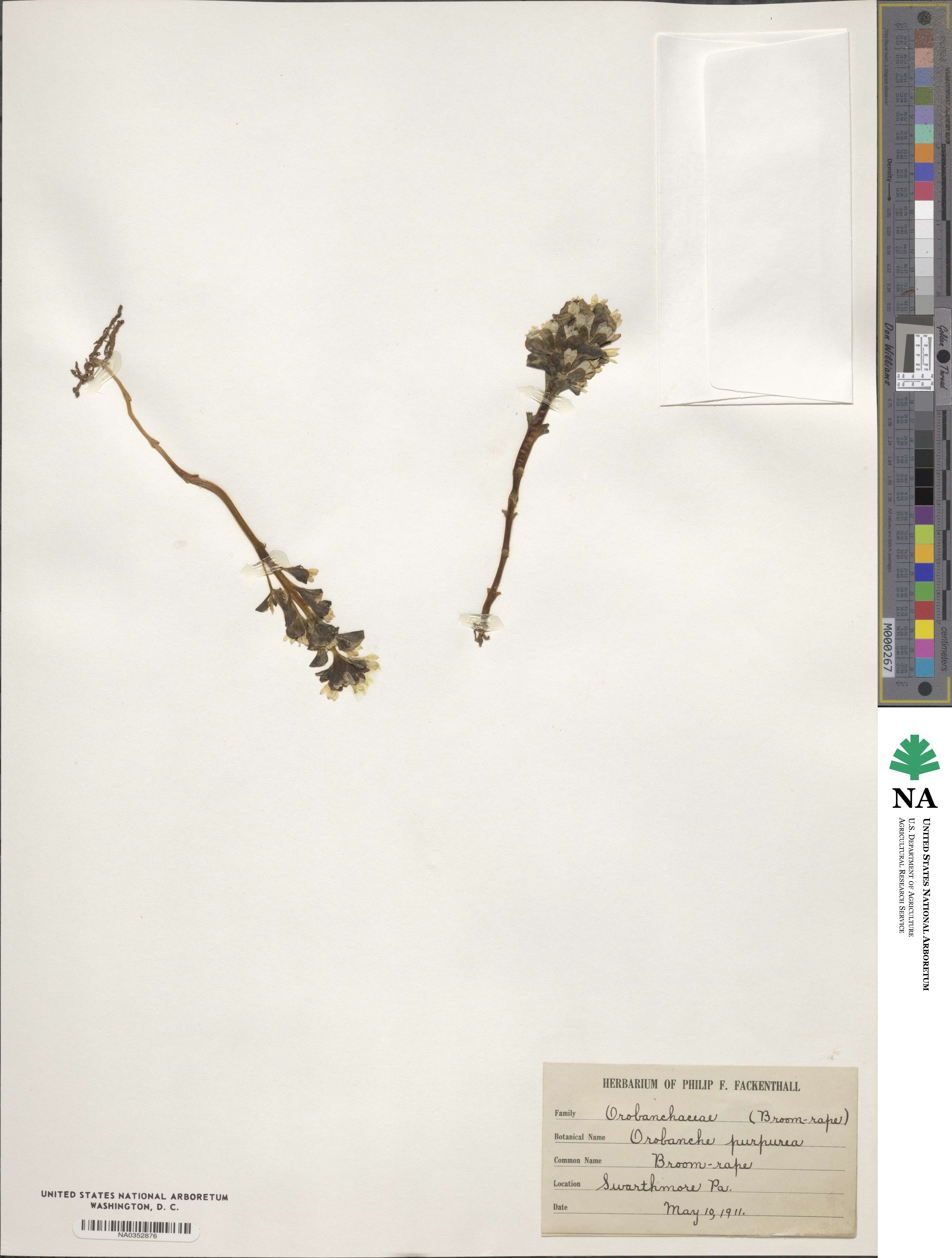 Orobanche purpurea image