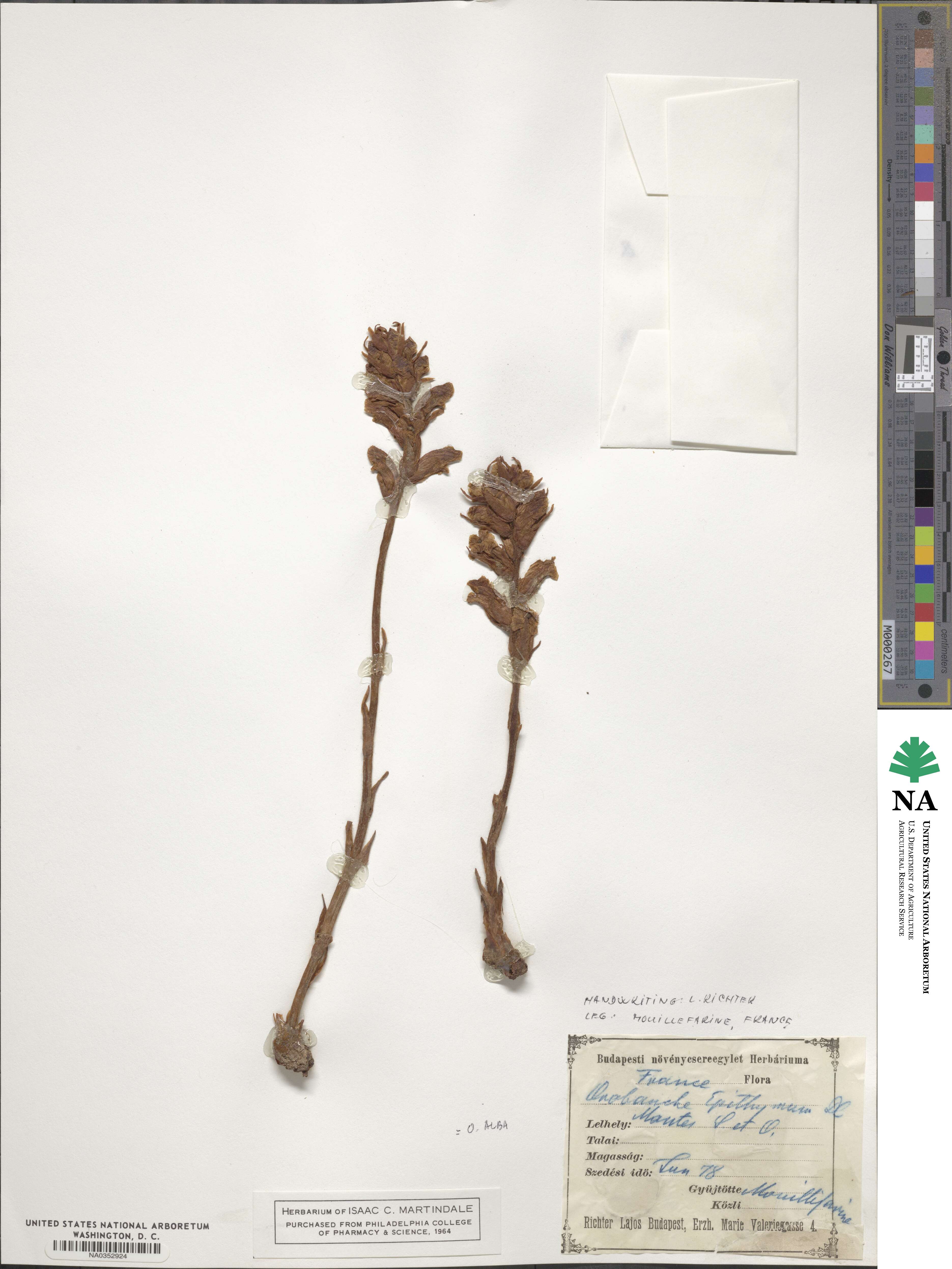 Orobanche alba image