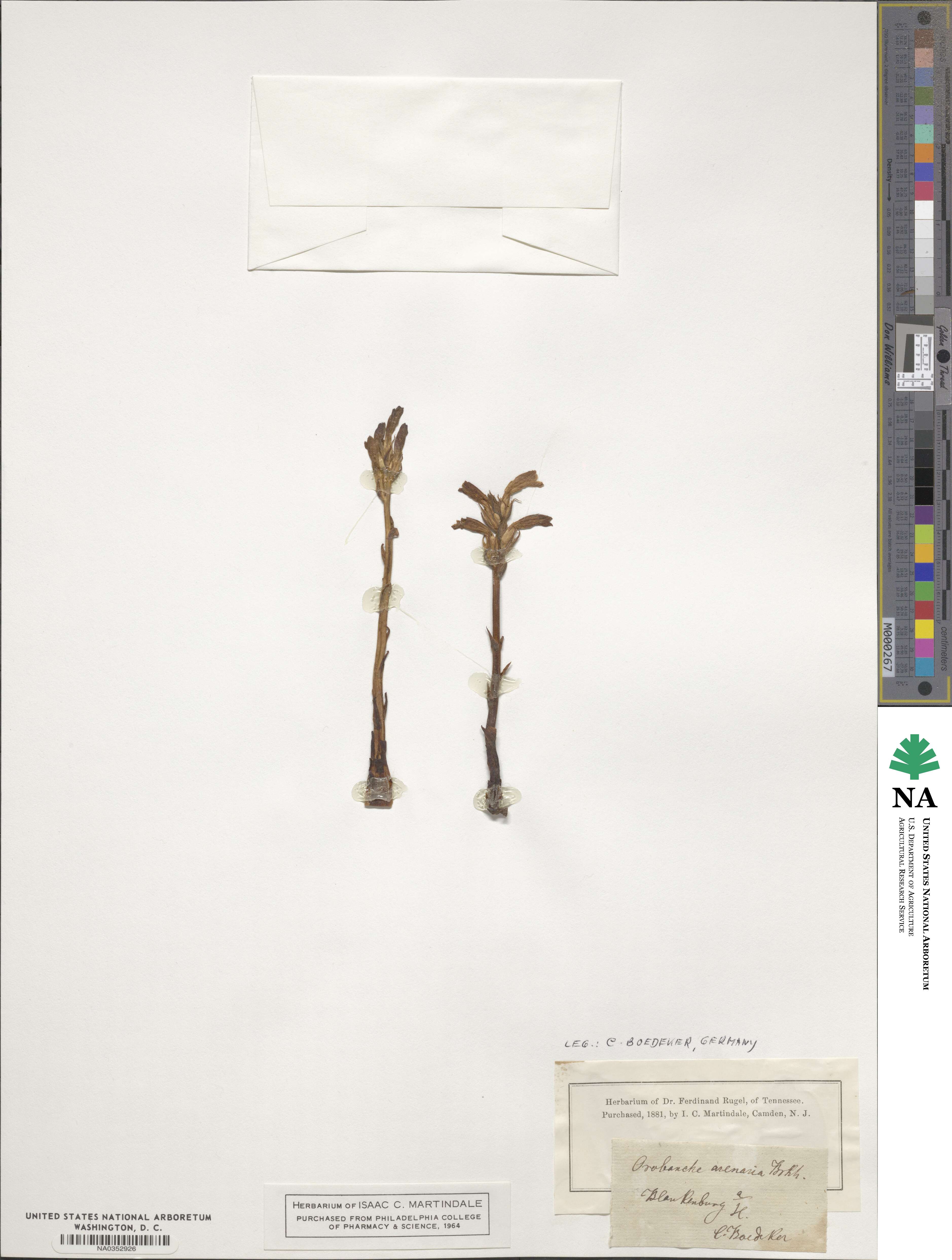 Orobanche arenaria image
