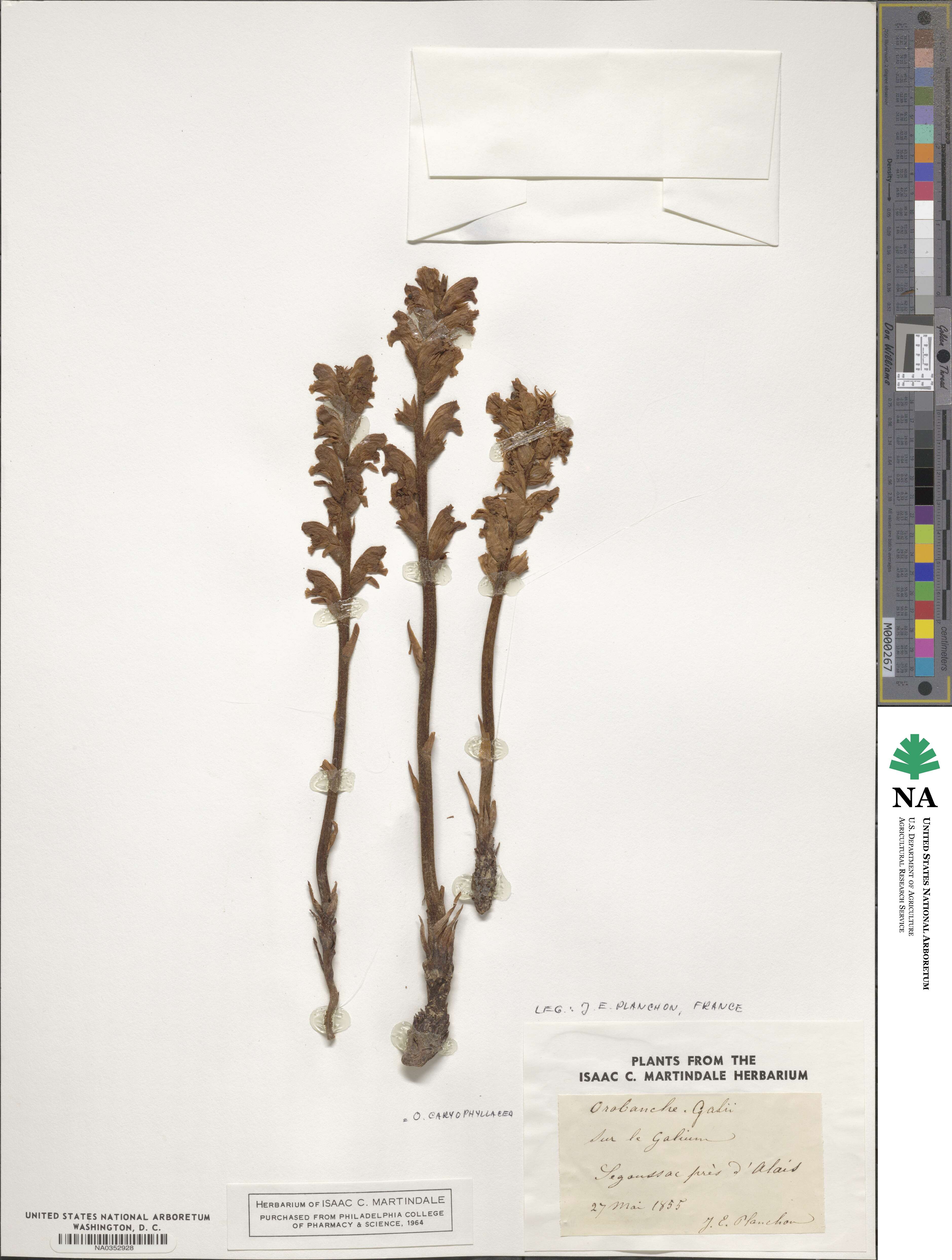 Orobanche caryophyllacea image