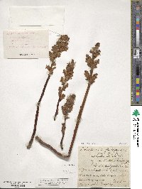 Orobanche gracilis image