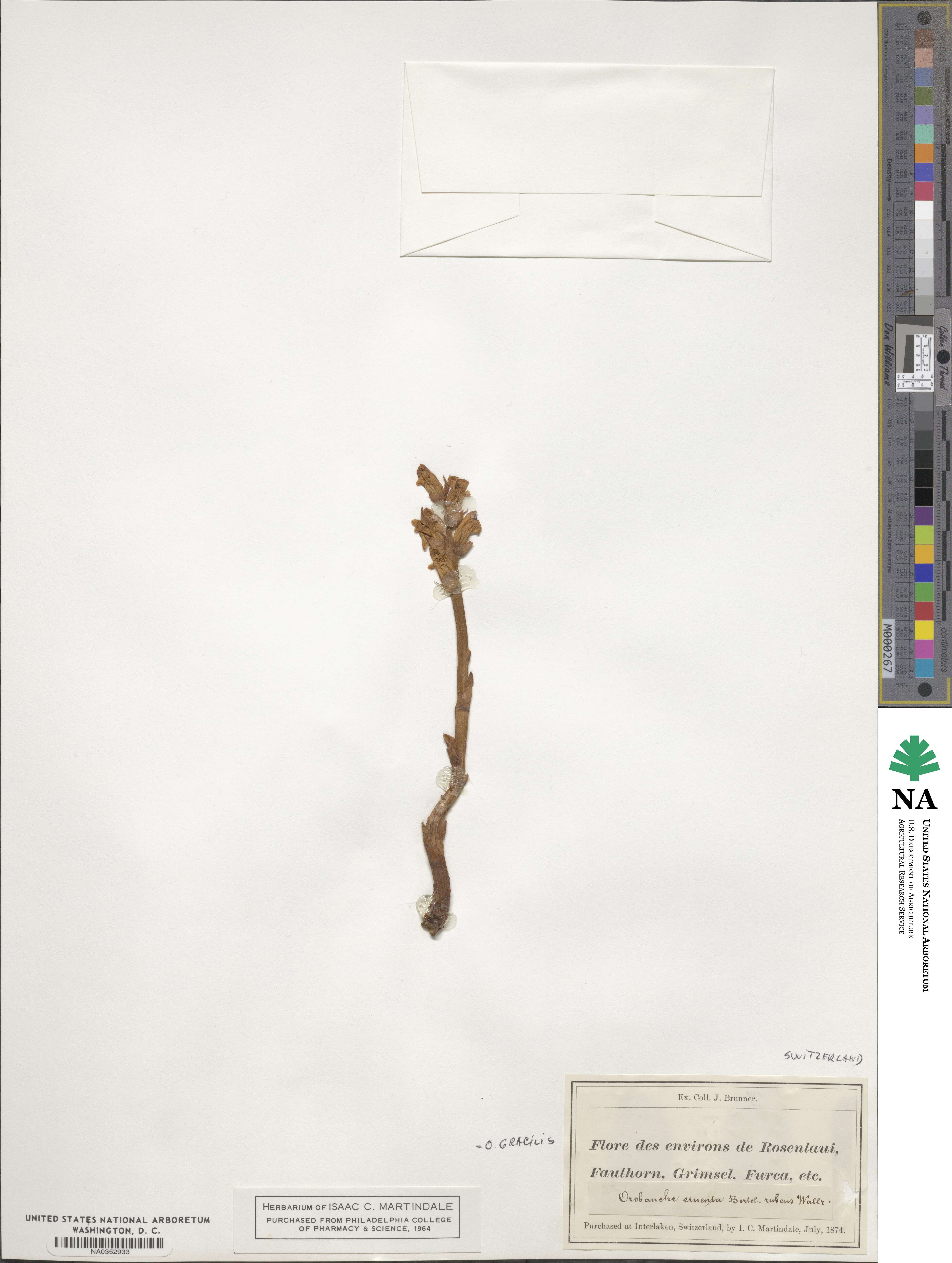 Orobanche gracilis image