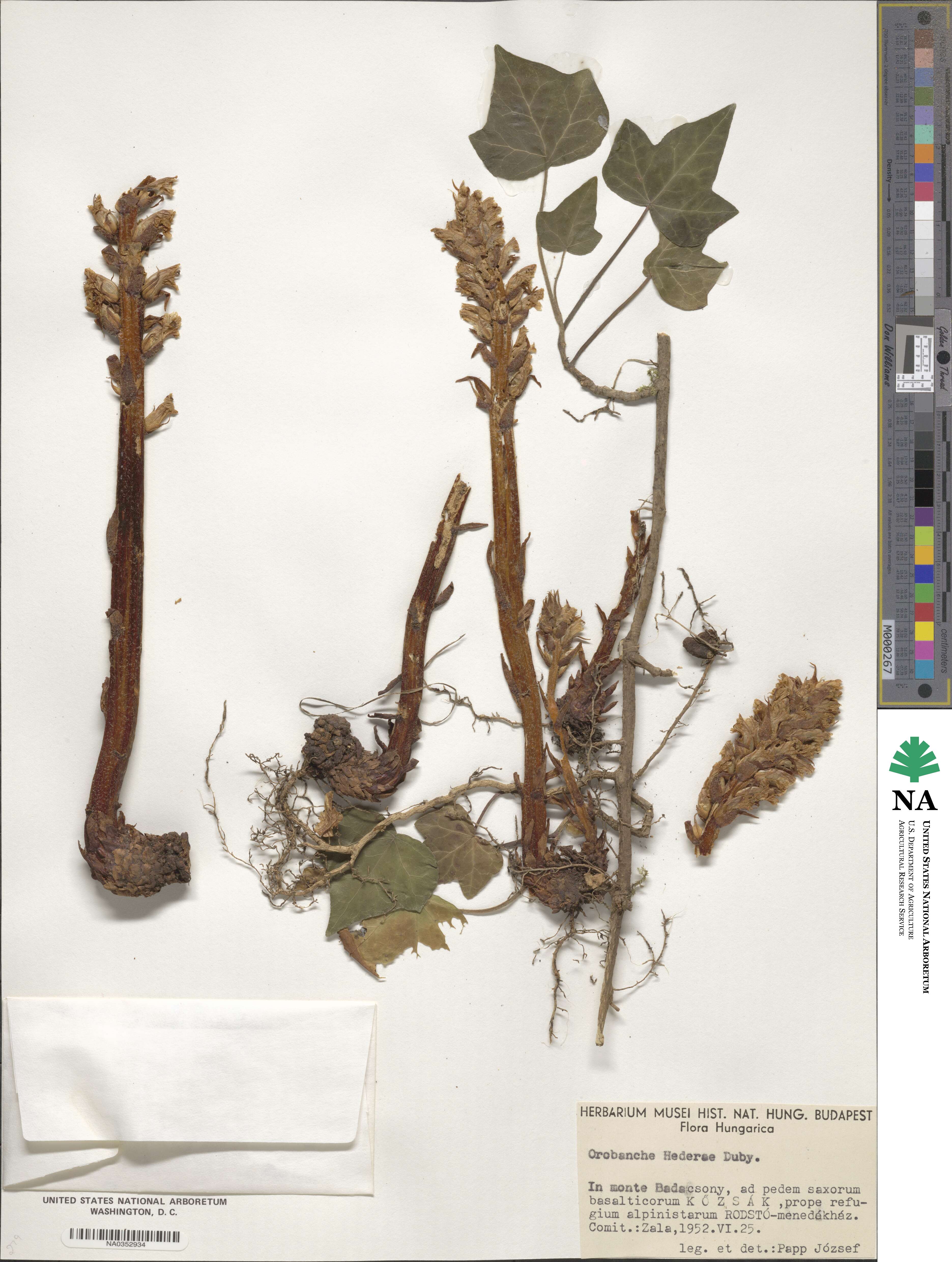 Orobanche hederae image