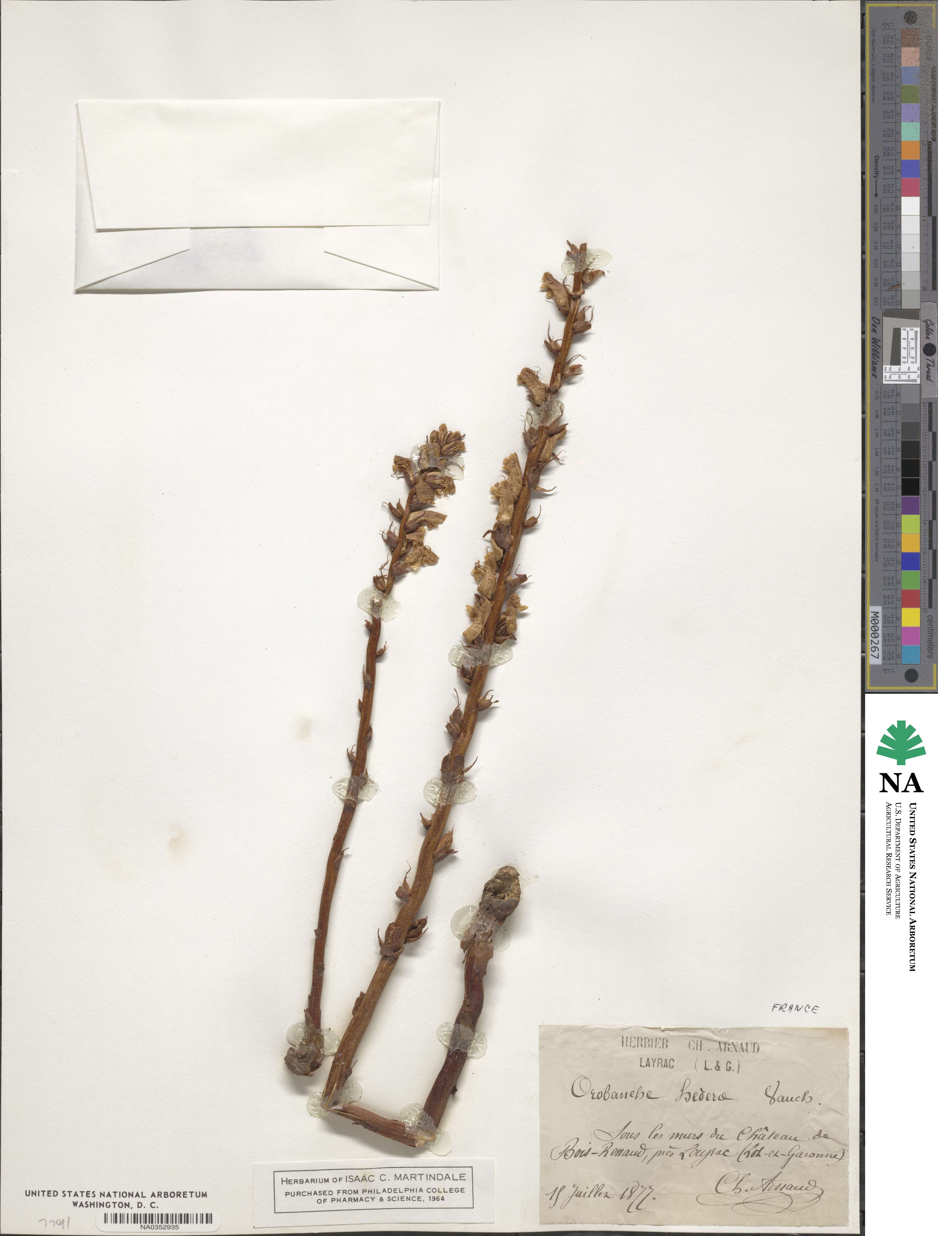 Orobanche hederae image