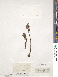 Orobanche minor image