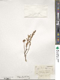 Orobanche ramosa image