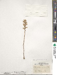 Orobanche ramosa image