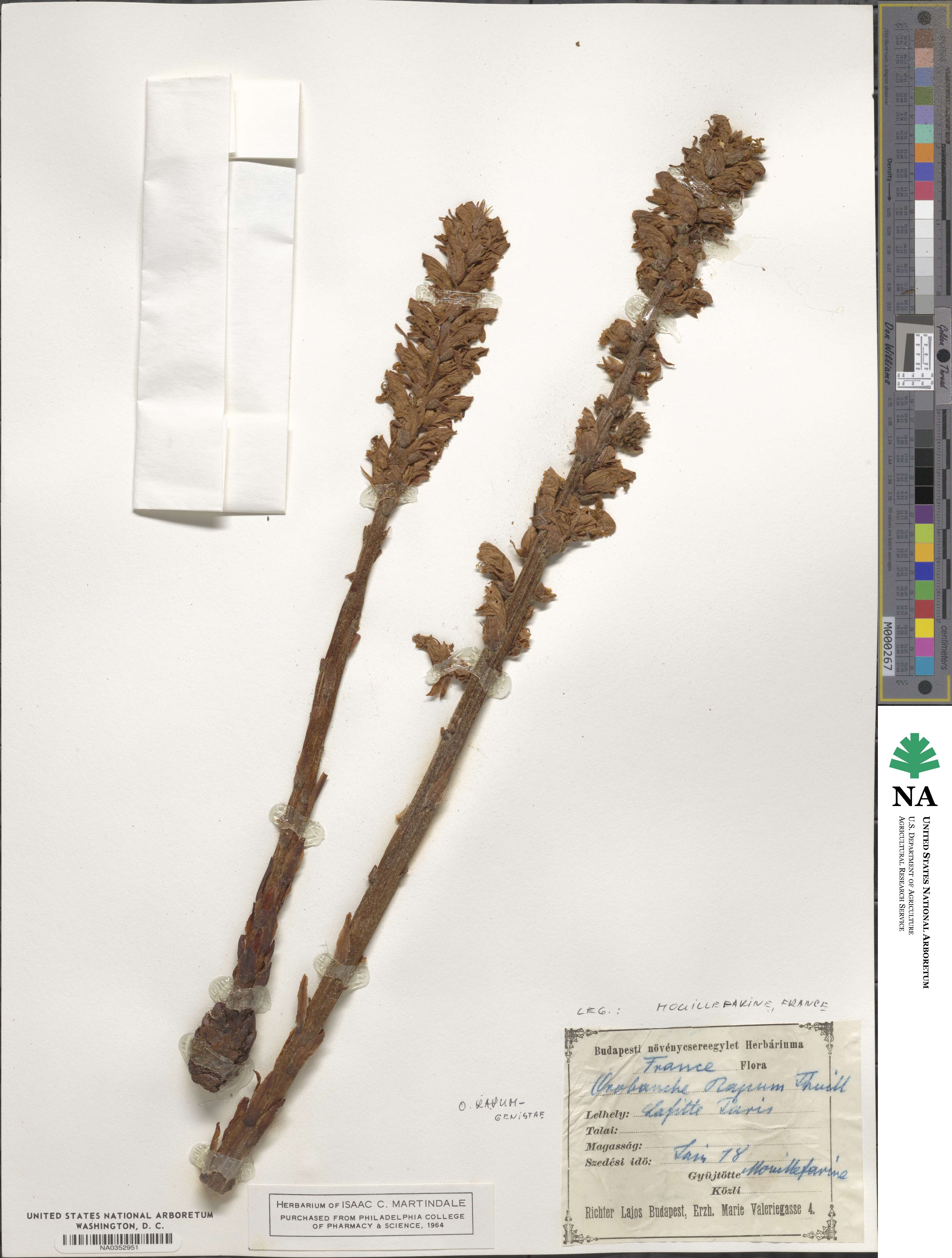 Orobanche rapum-genistae image
