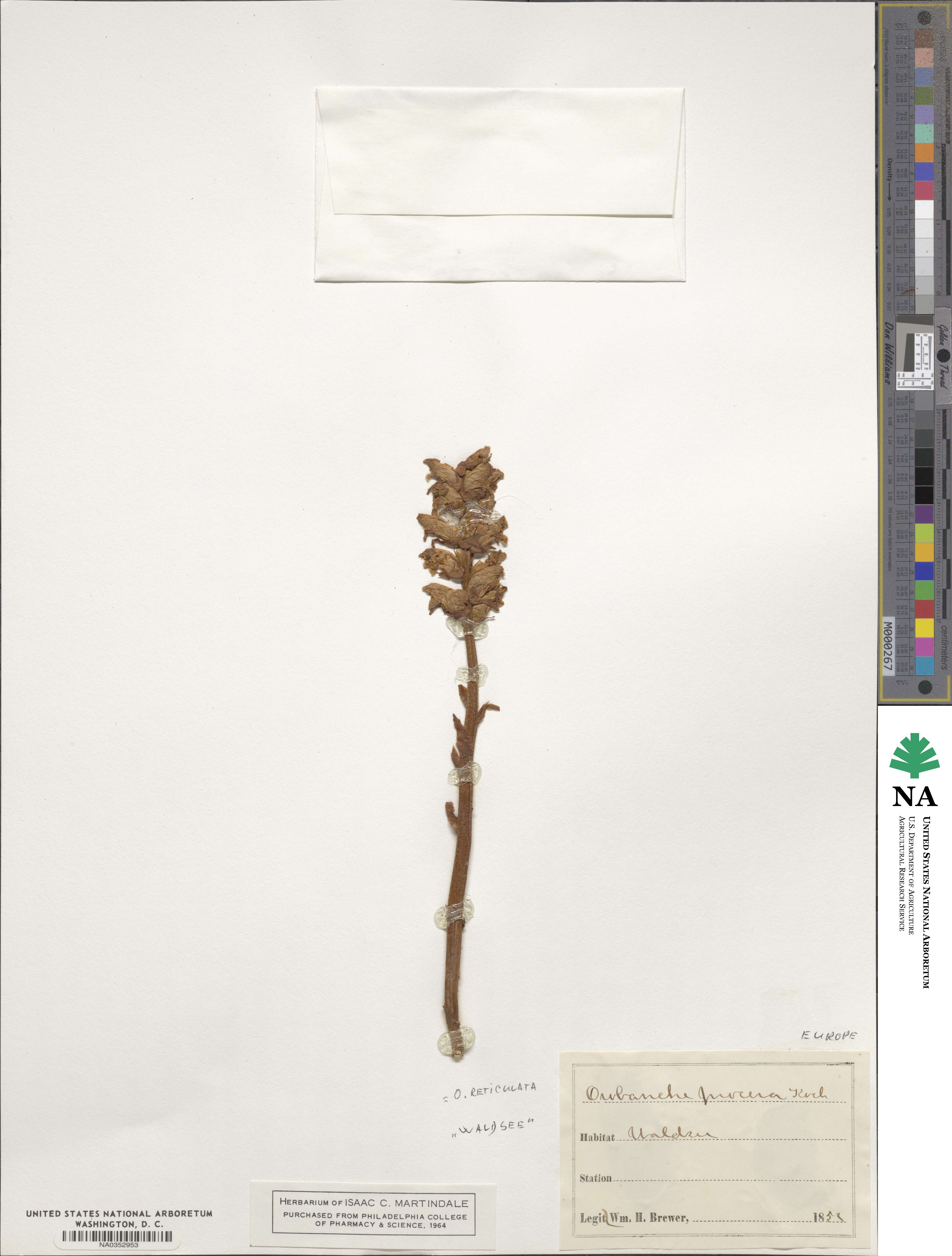 Orobanche reticulata image