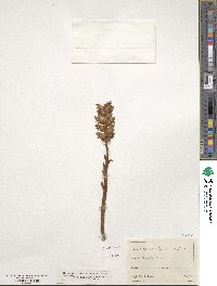 Image of Orobanche reticulata