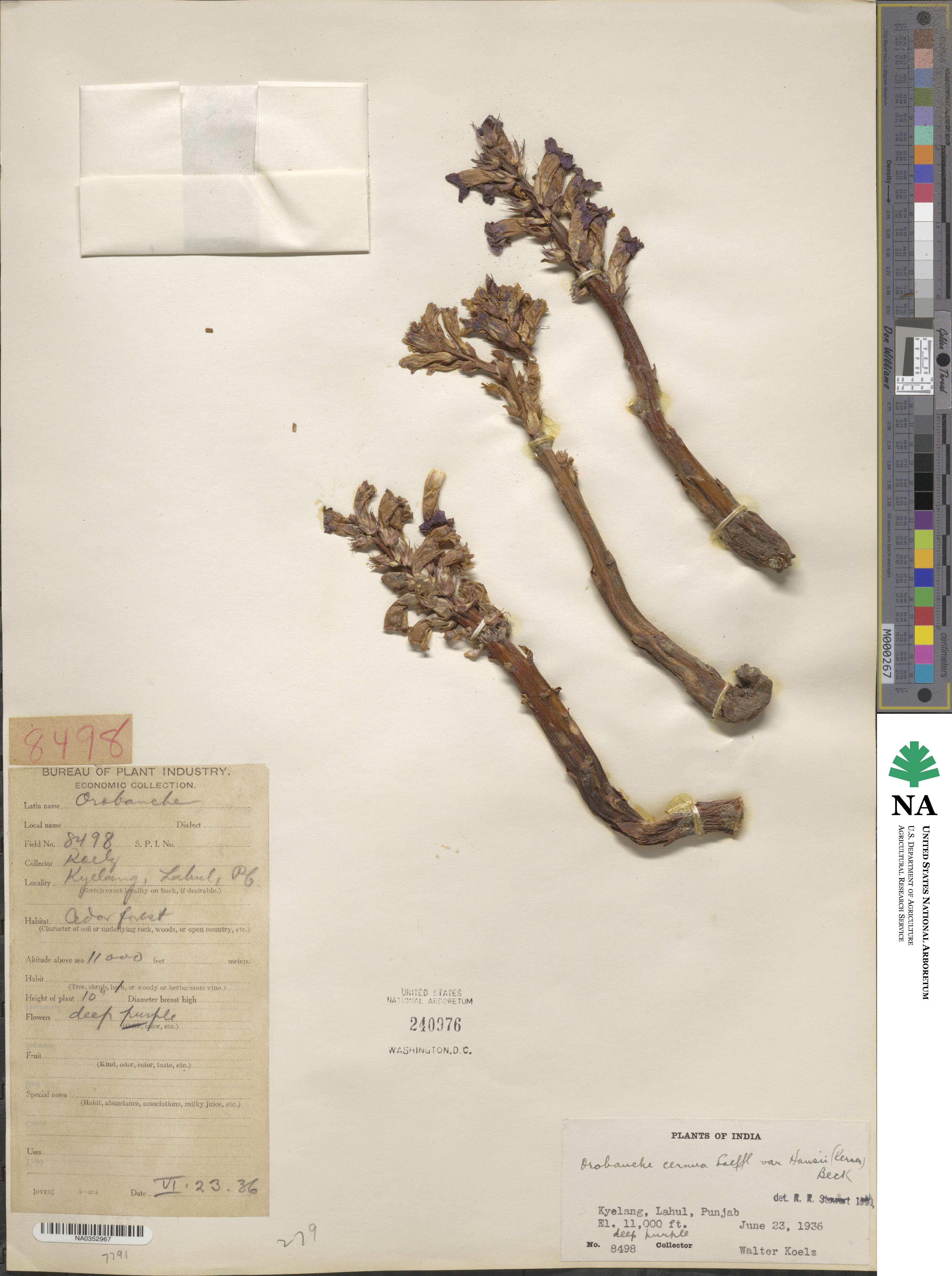 Orobanche cernua image