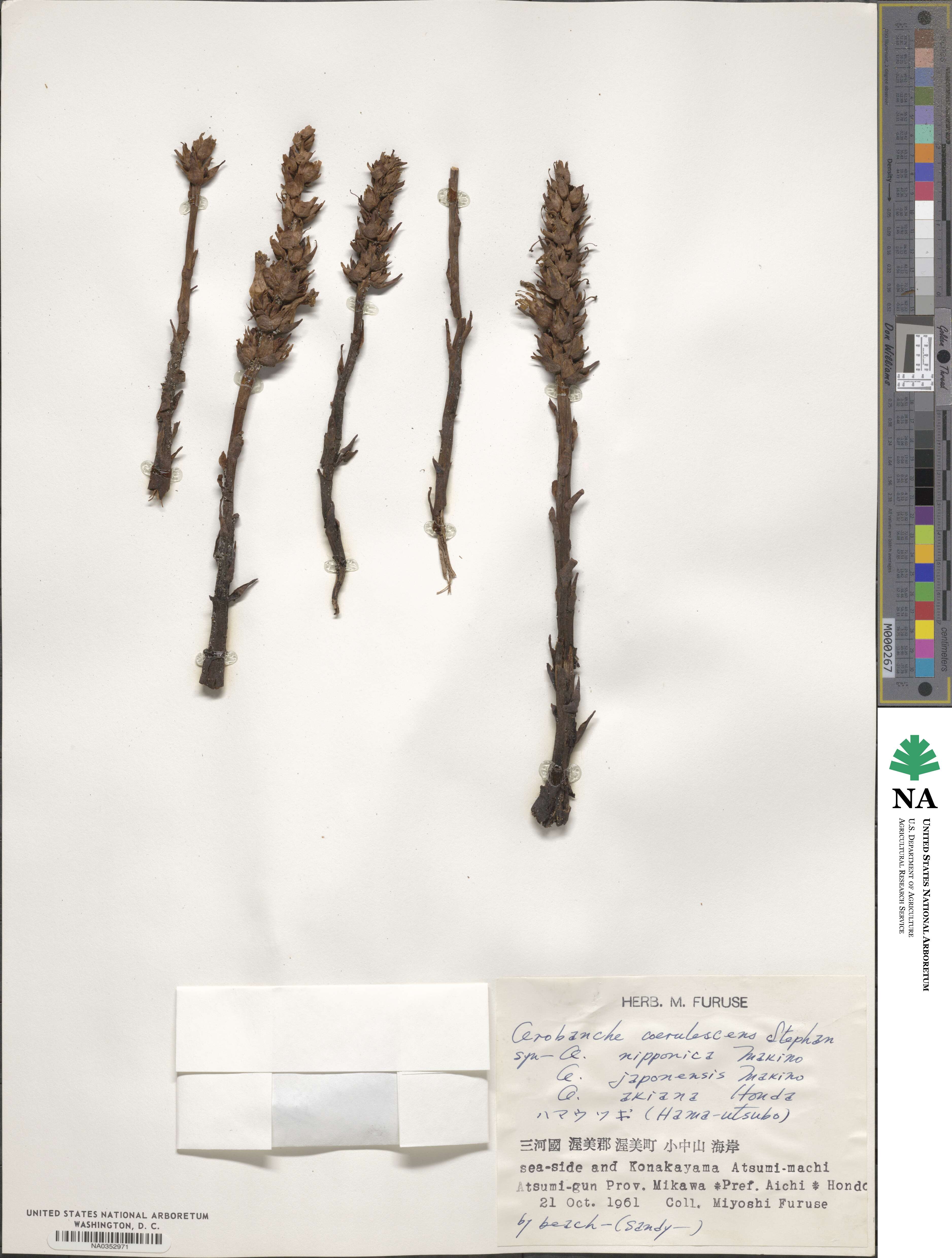 Orobanche coerulescens image