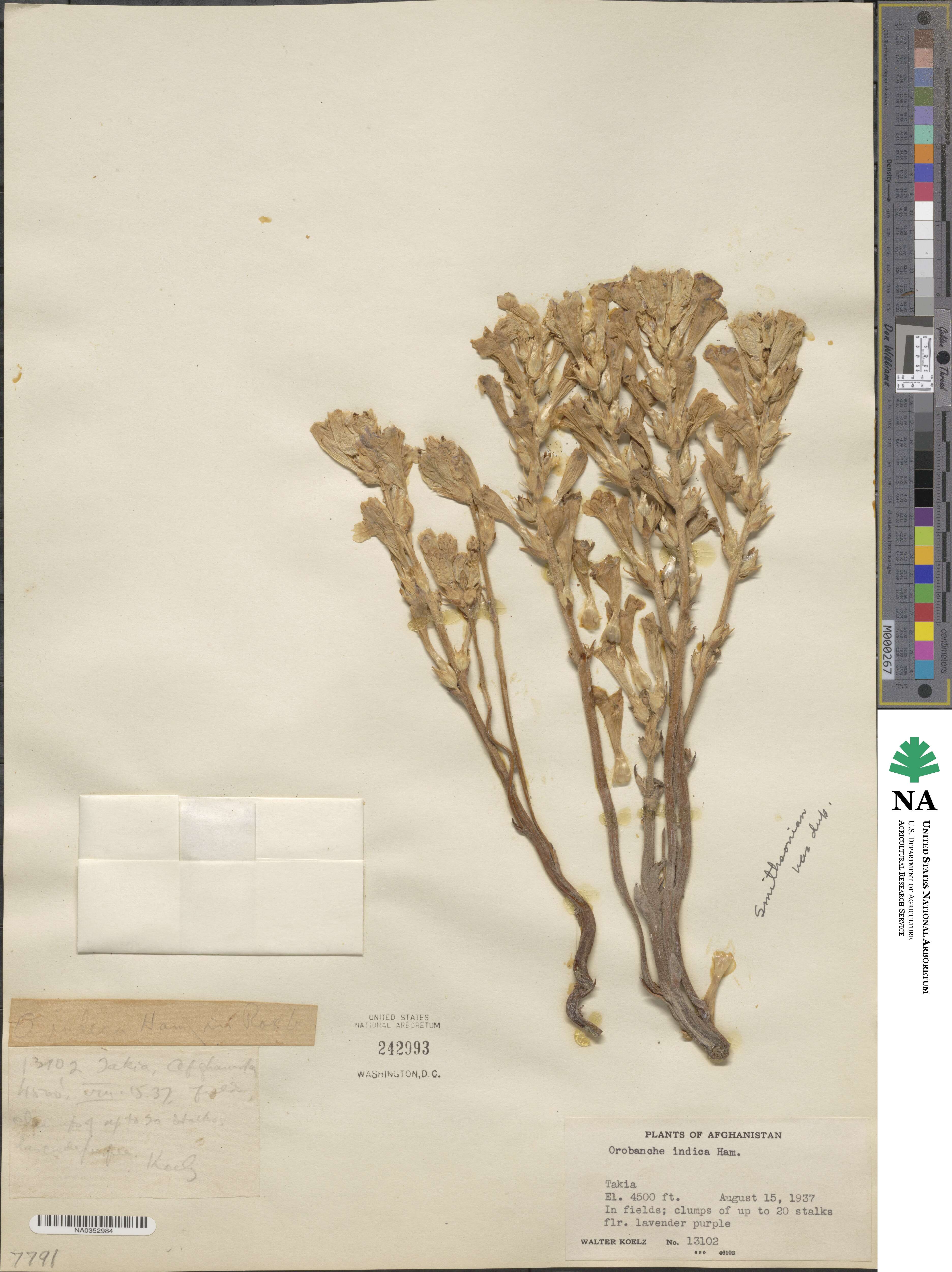 Orobanche indica image