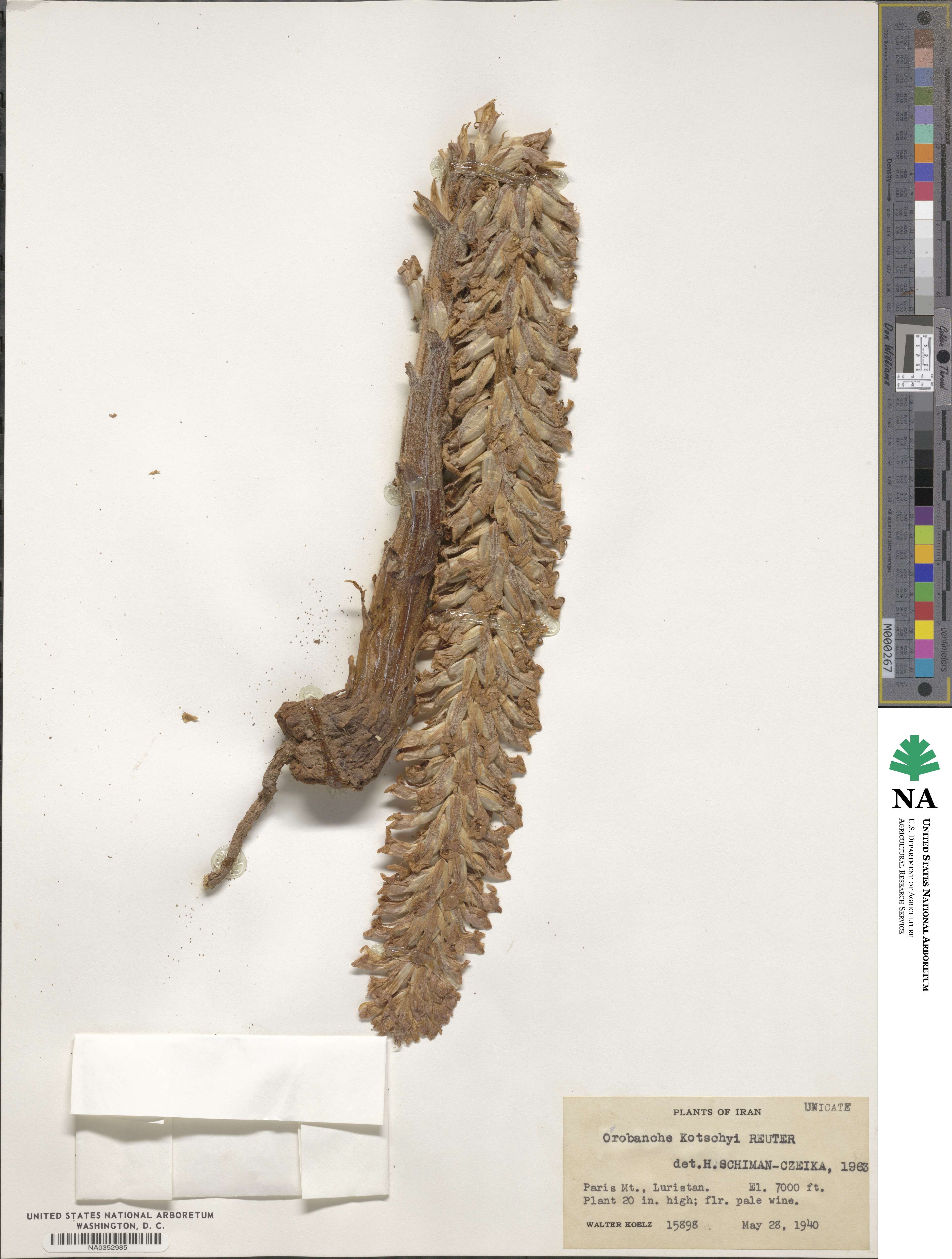 Orobanche kotschyi image
