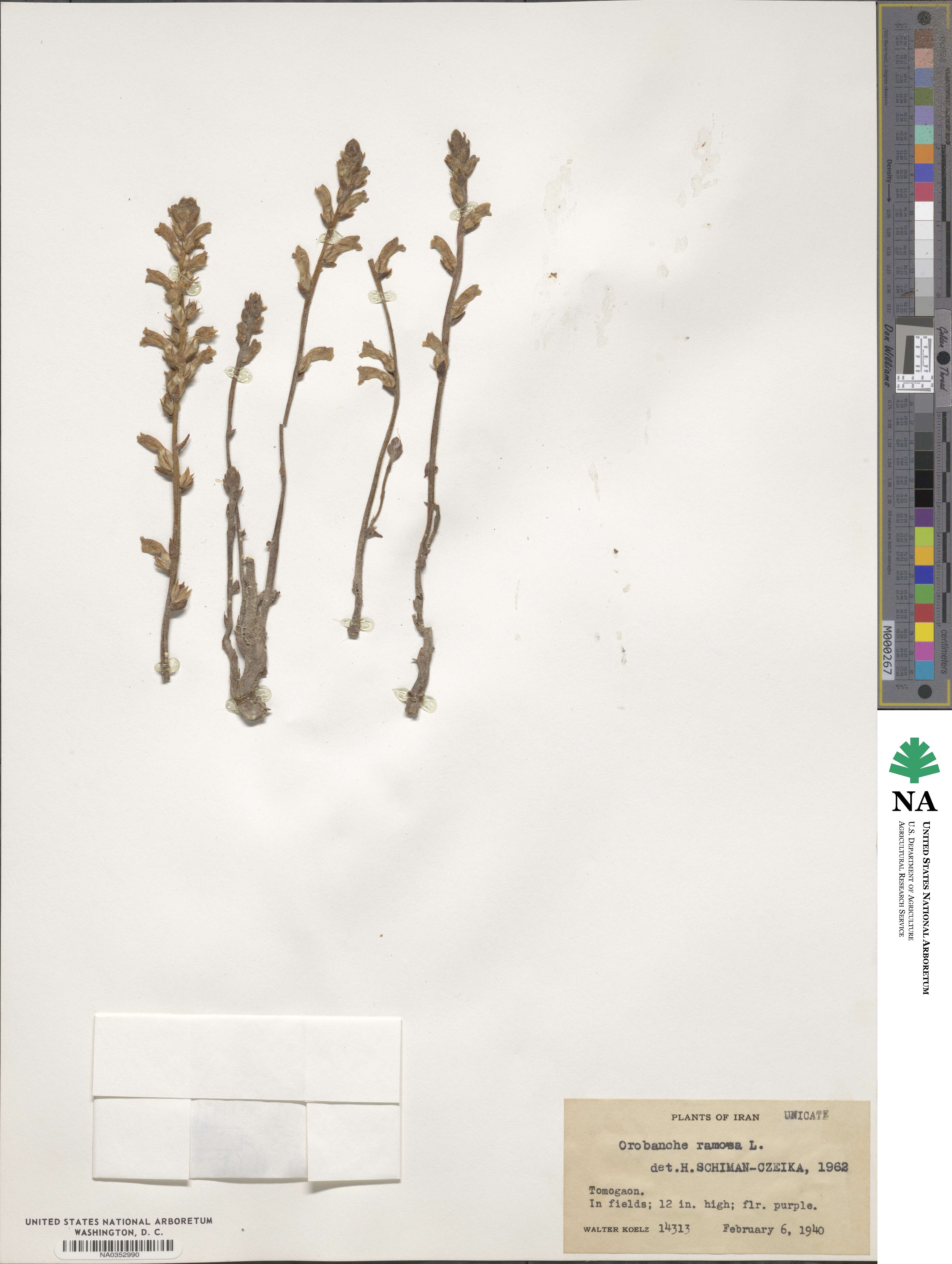 Orobanche image