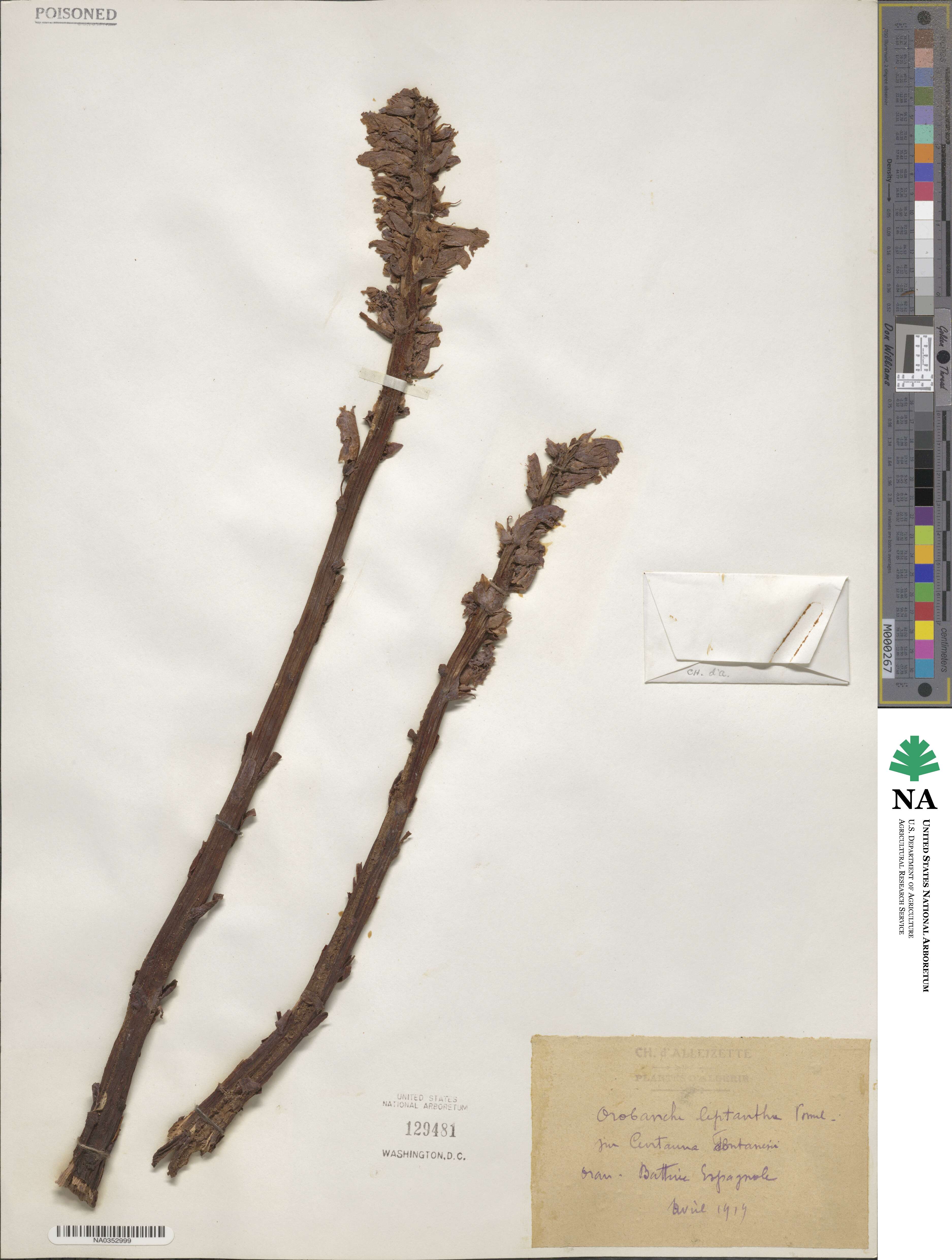 Orobanche leptantha image