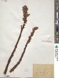 Image of Orobanche leptantha