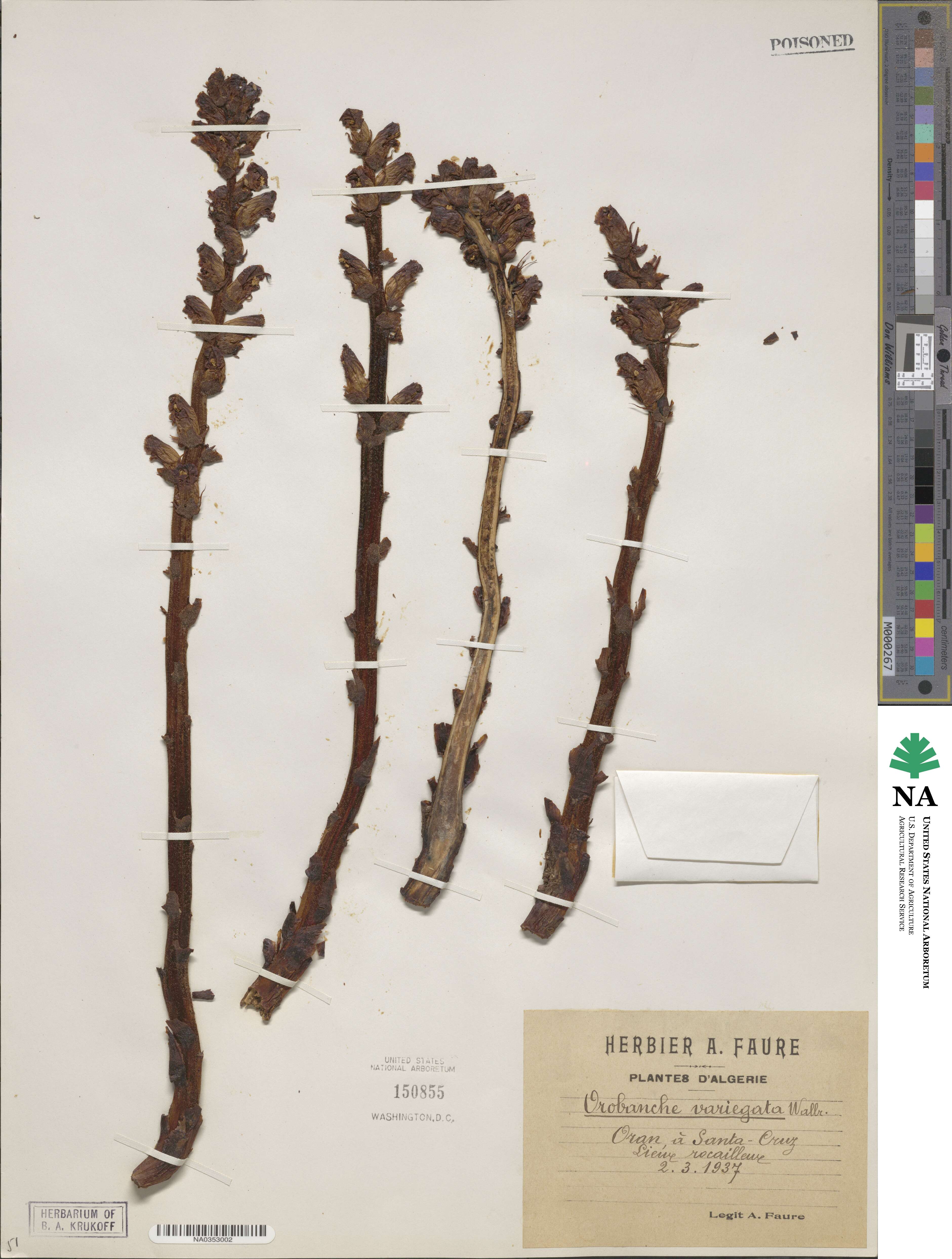 Orobanche variegata image