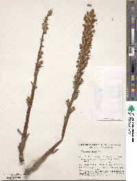 Orobanche minor image