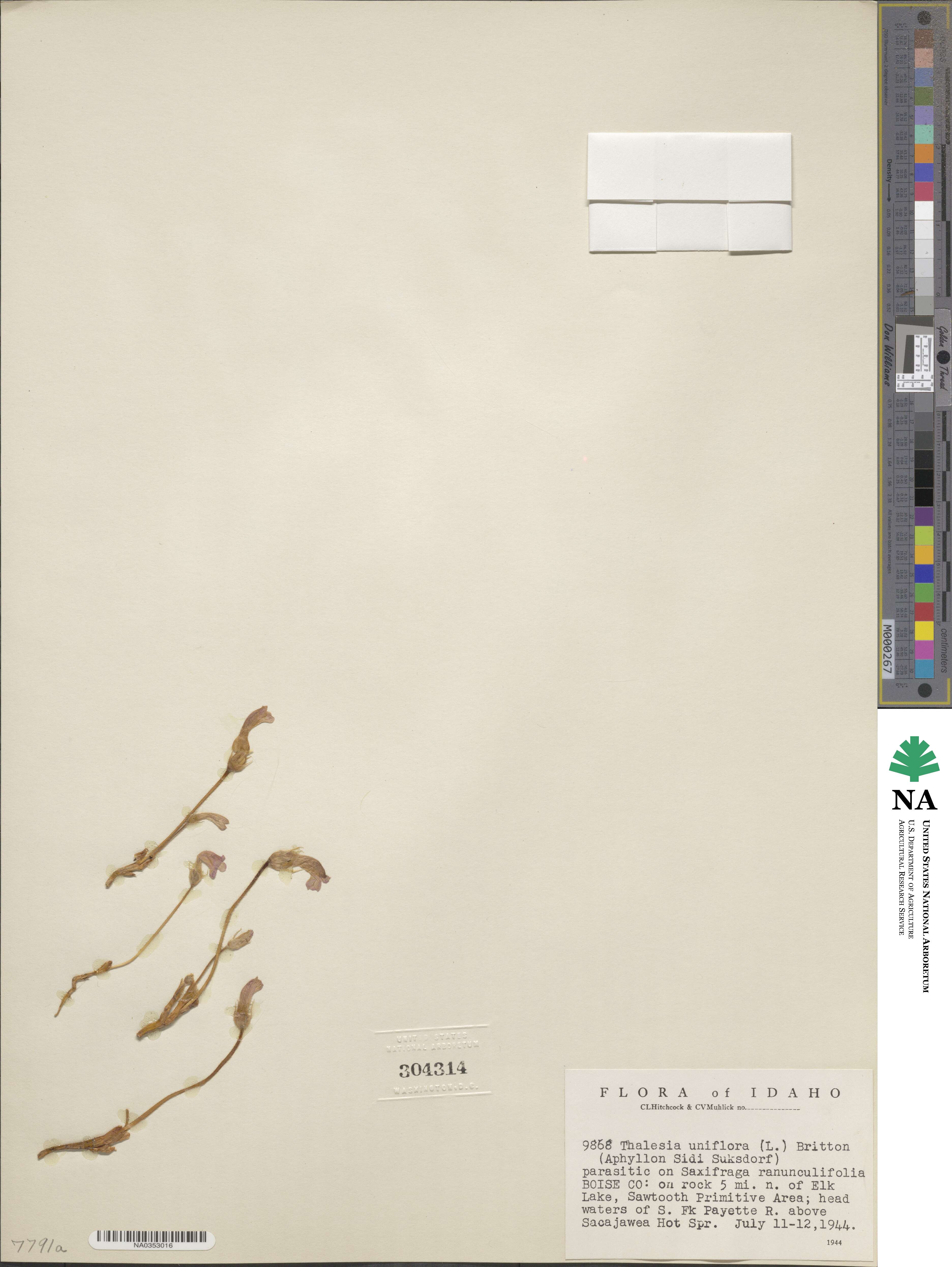 Aphyllon uniflorum image