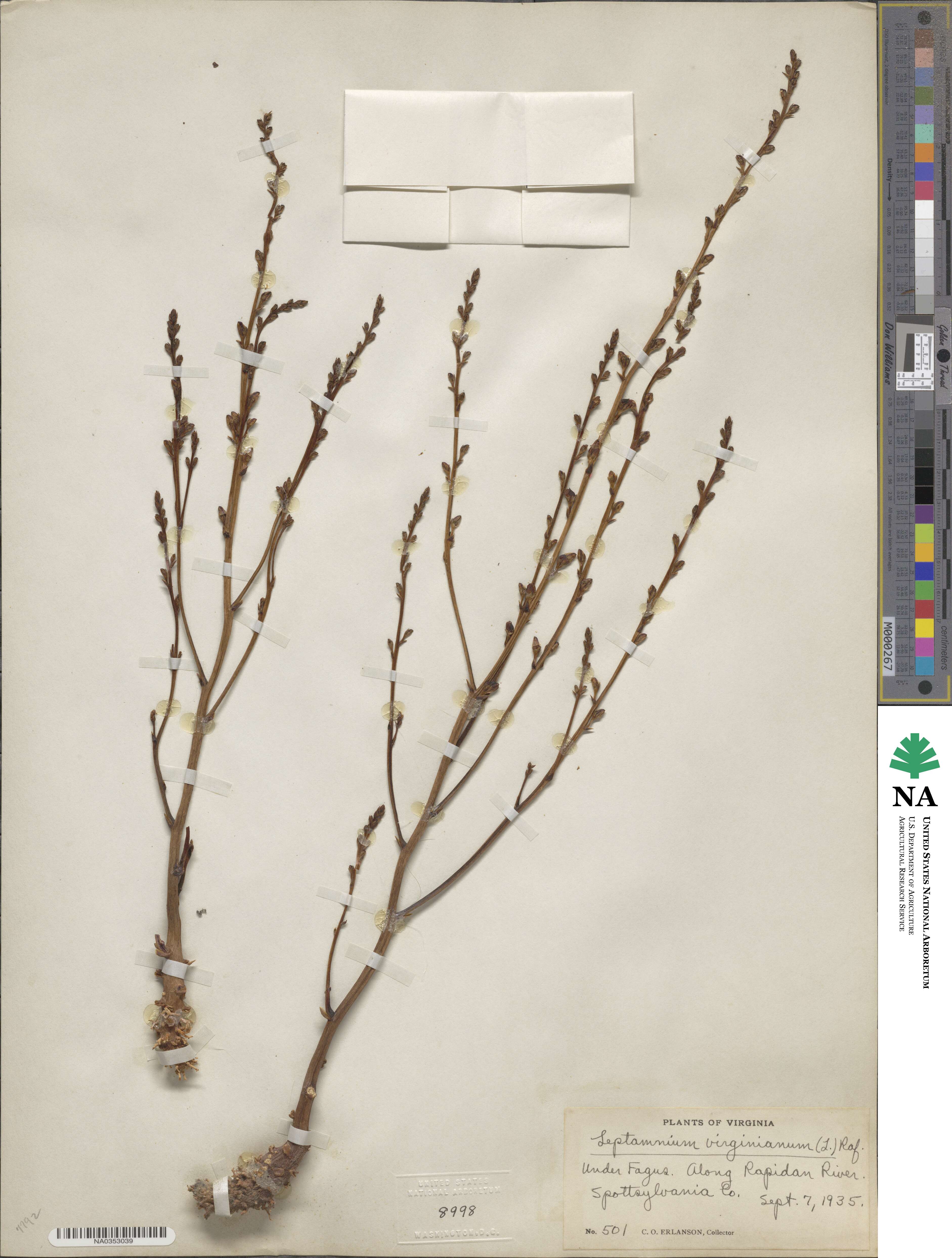 Epifagus virginiana image