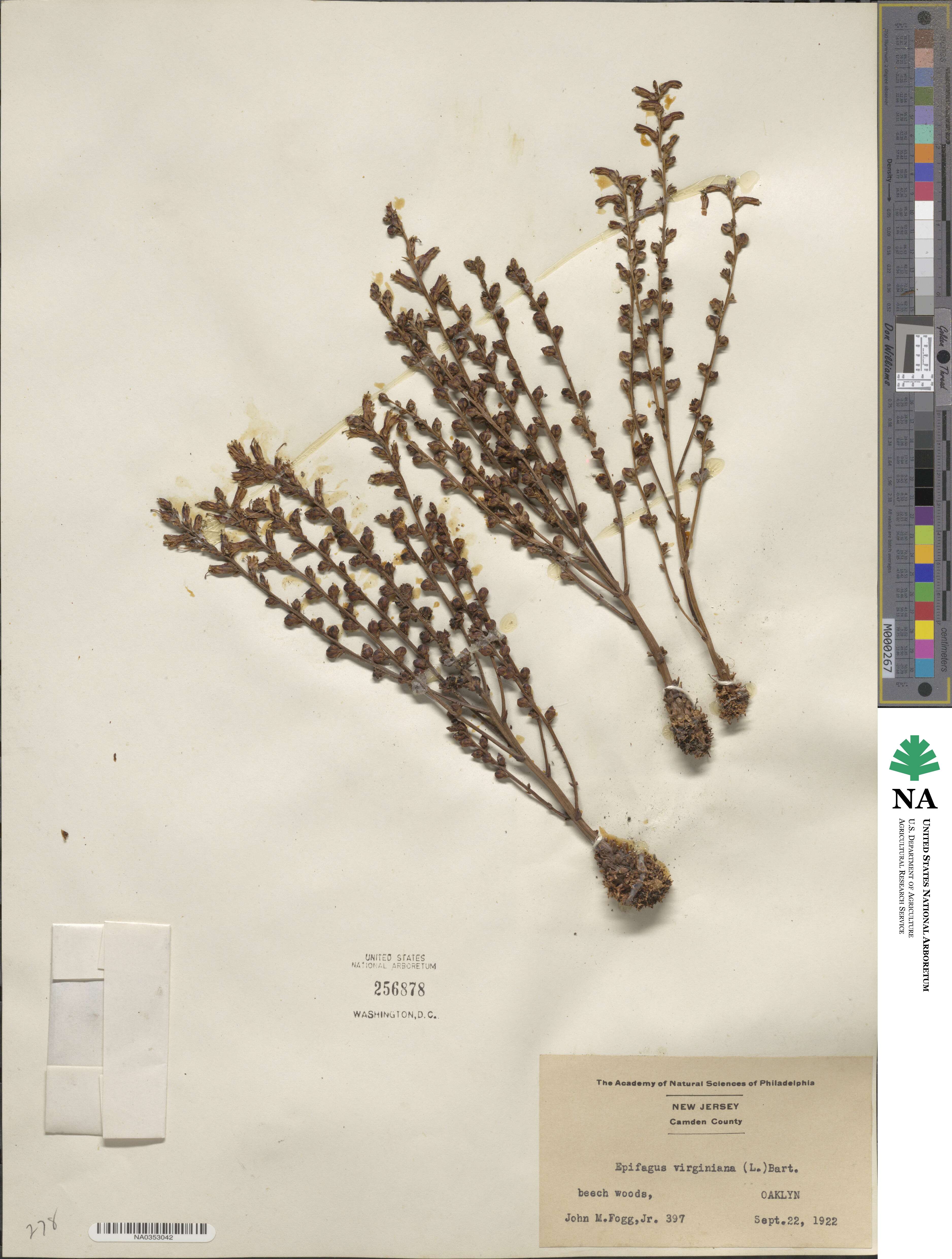 Epifagus virginiana image