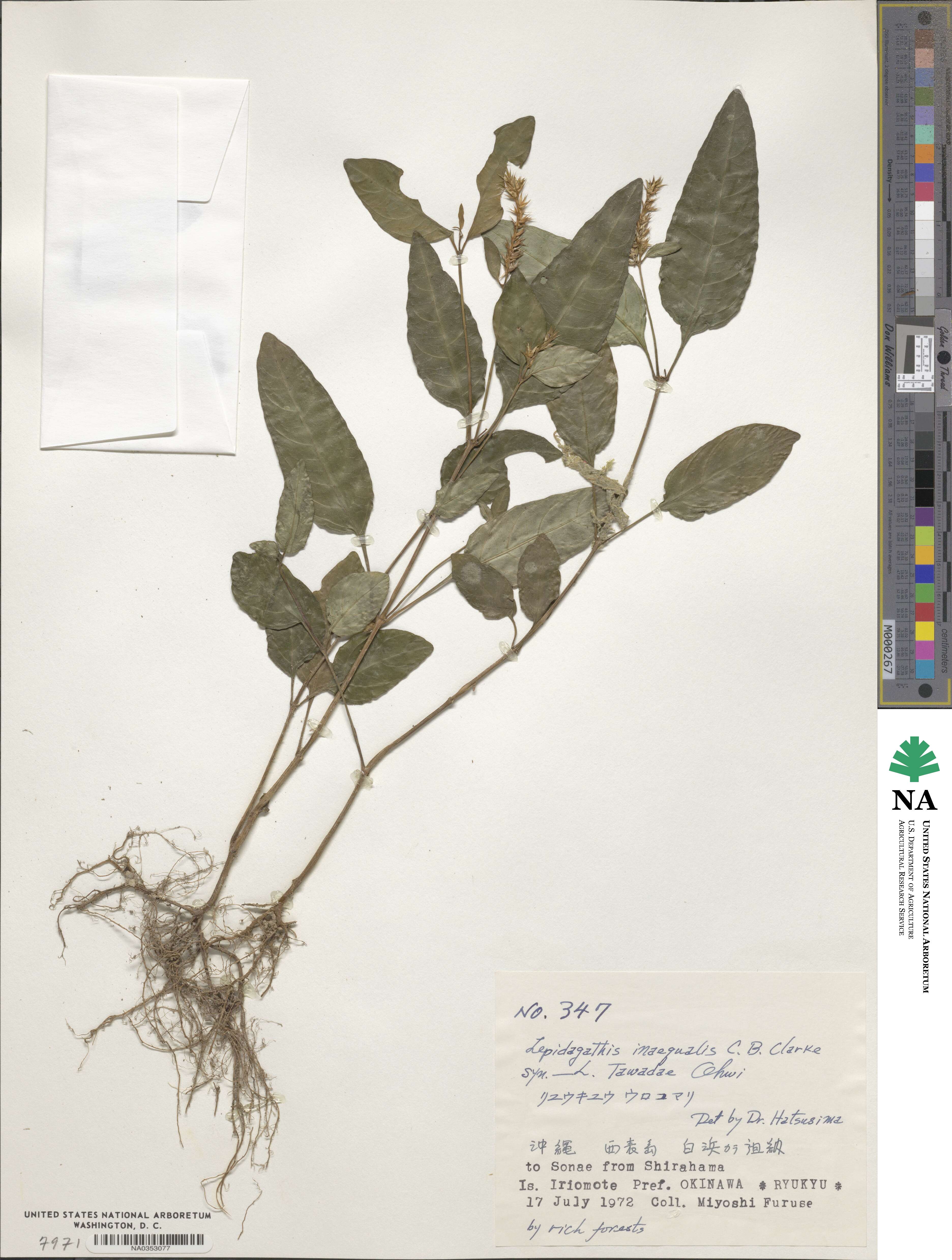 Lepidagathis inaequalis image