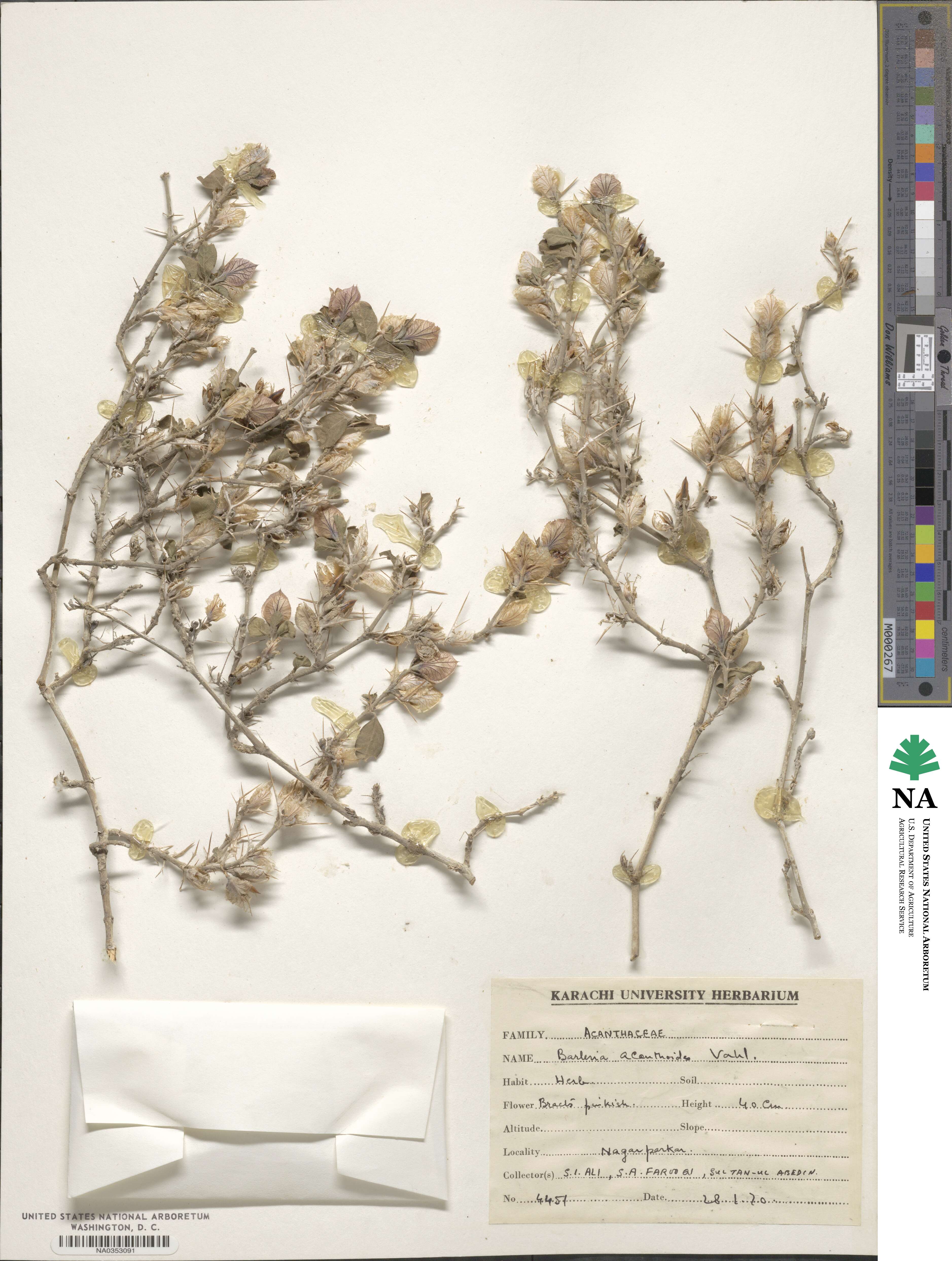 Barleria acanthoides image