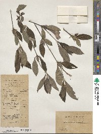 Barleria cristata image