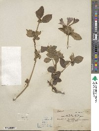 Barleria cristata image