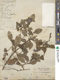 Barleria cristata image