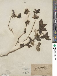 Barleria cristata image