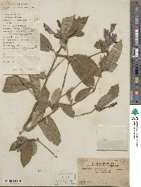 Barleria cristata image