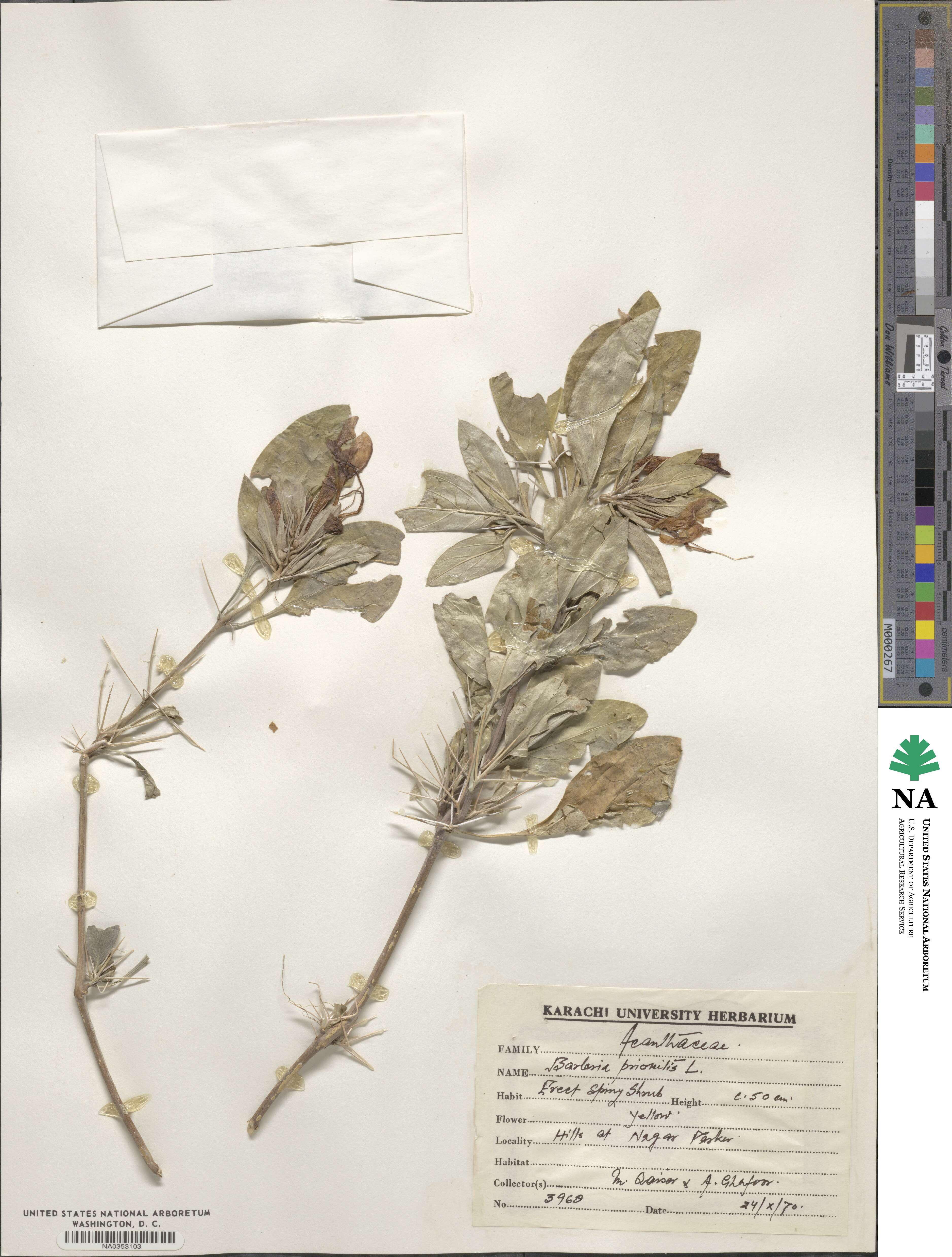 Barleria prionitis image