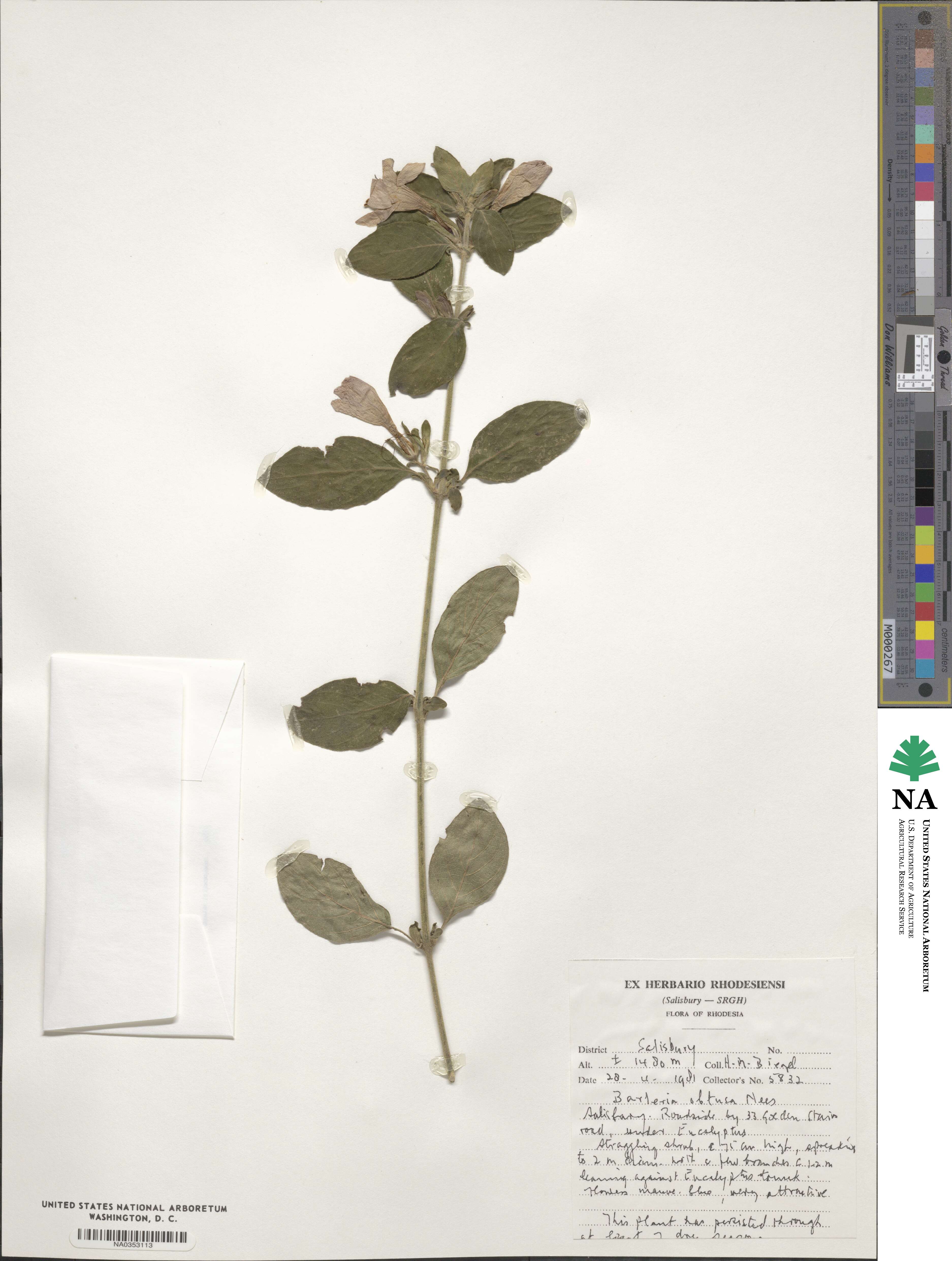 Barleria obtusa image