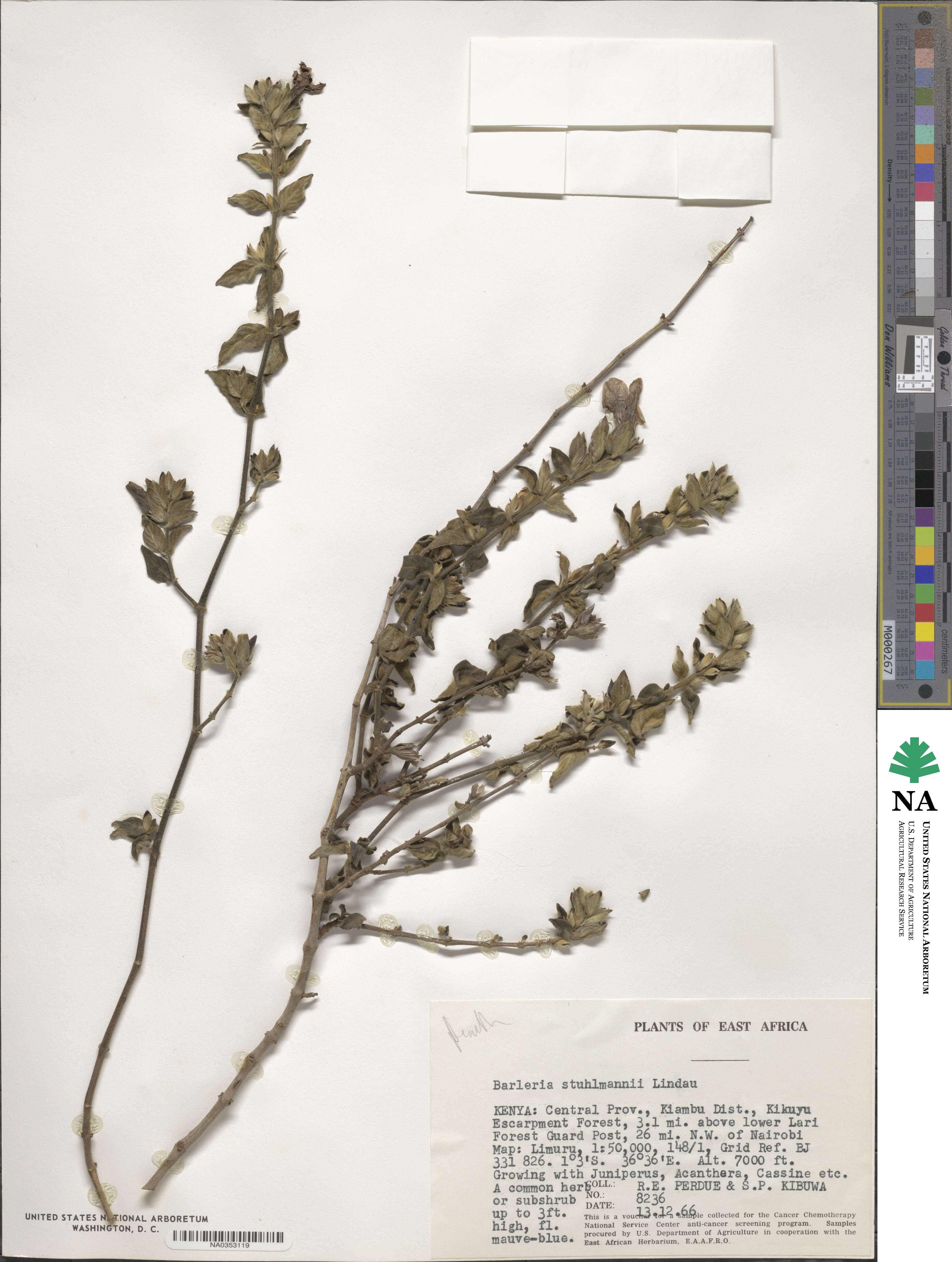 Barleria image