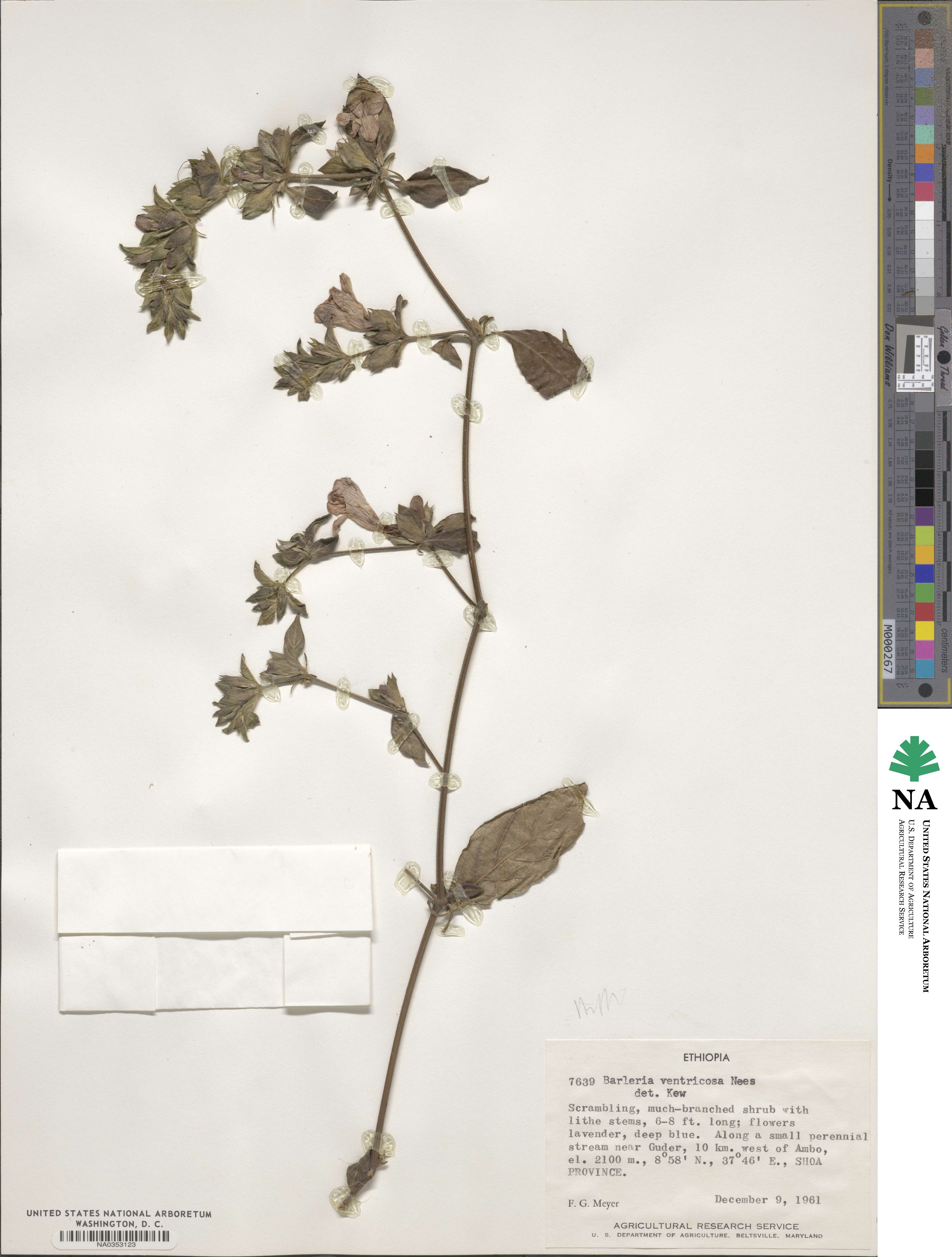 Barleria ventricosa image