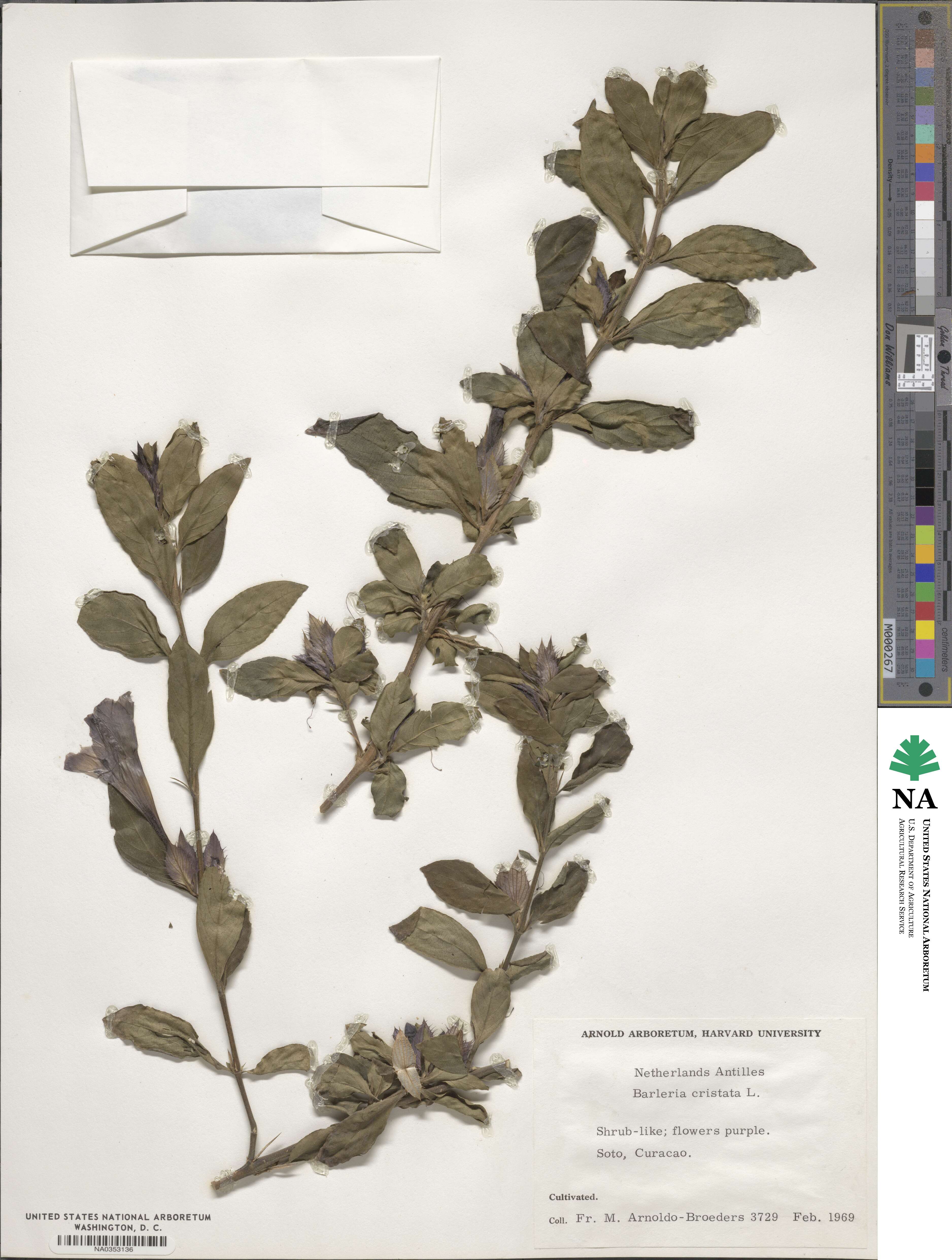 Barleria cristata image