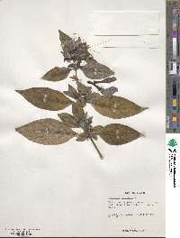 Barleria cristata image