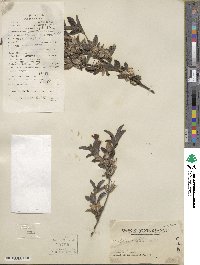 Barleria cristata image